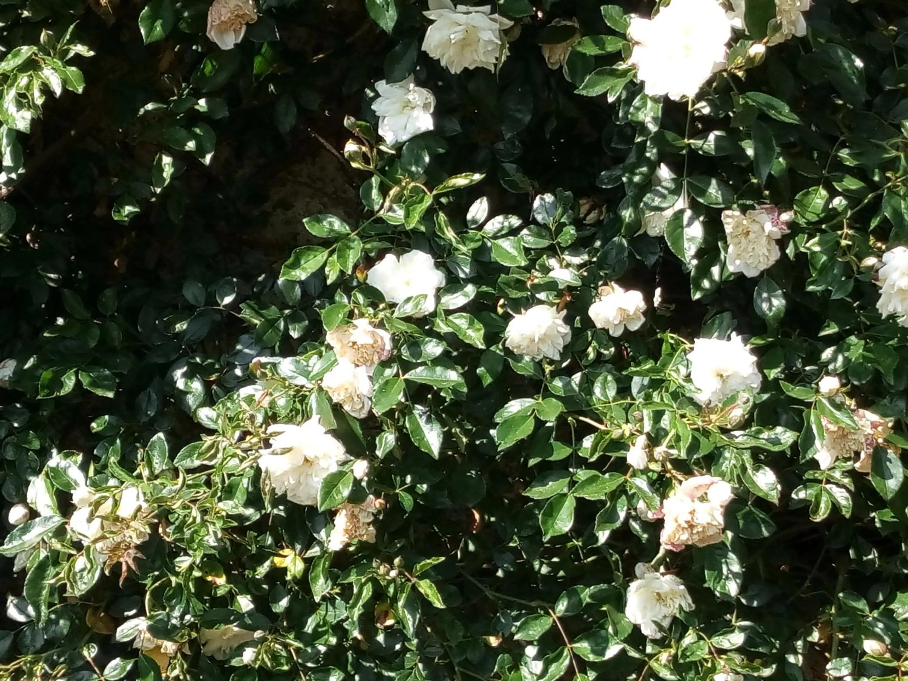 Garden in Le Petit Cochon chambre d` hotes