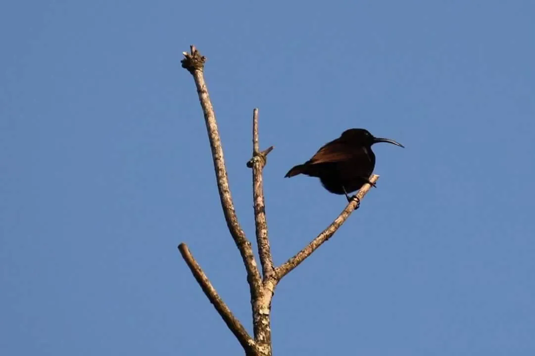 Animals in Fish Eagle Manor