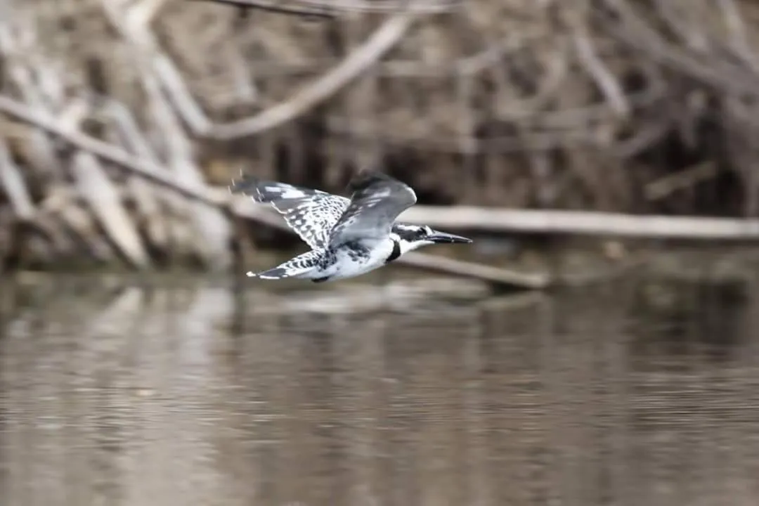 Natural landscape in Fish Eagle Manor