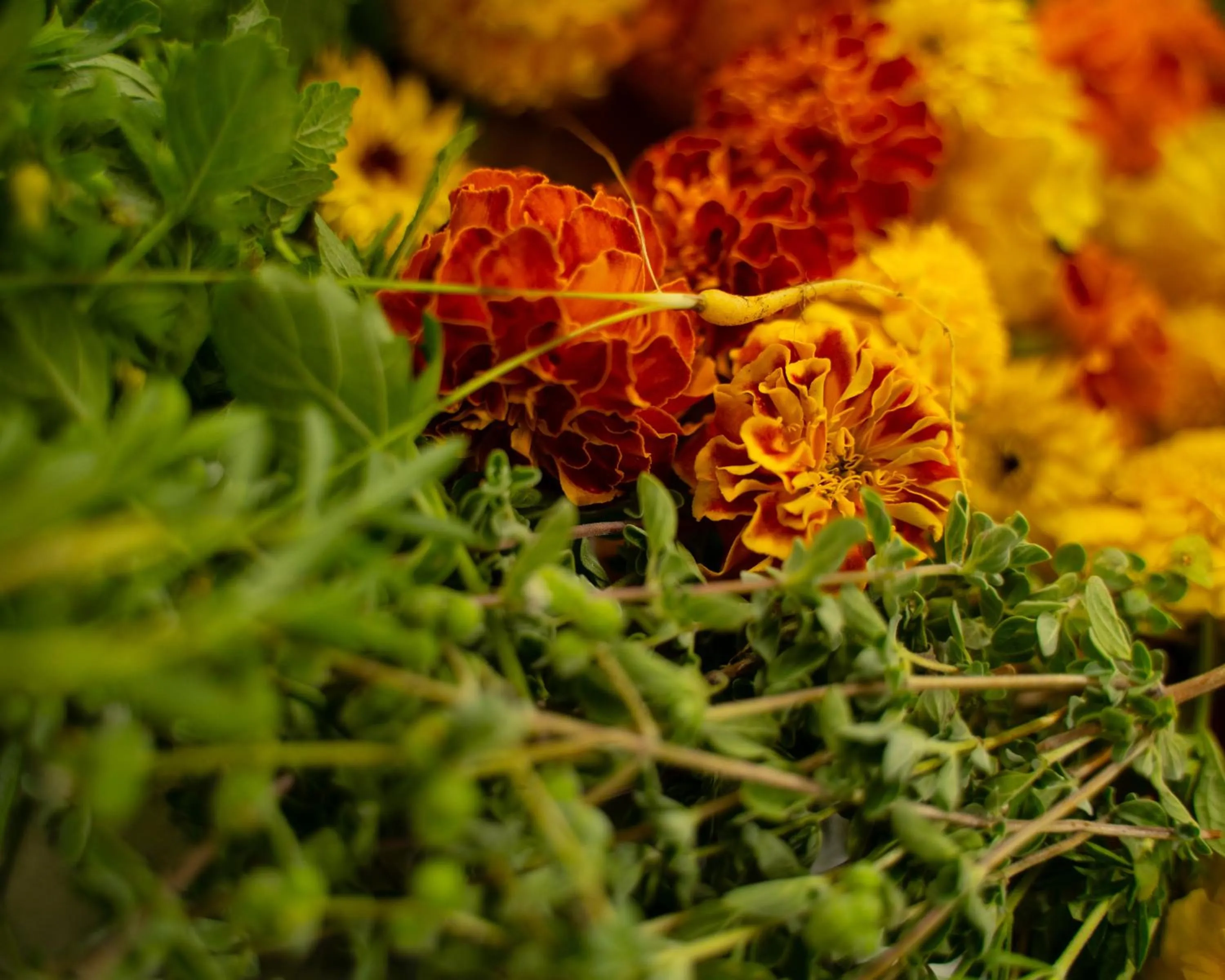 Garden in La Monastica Resort & Spa