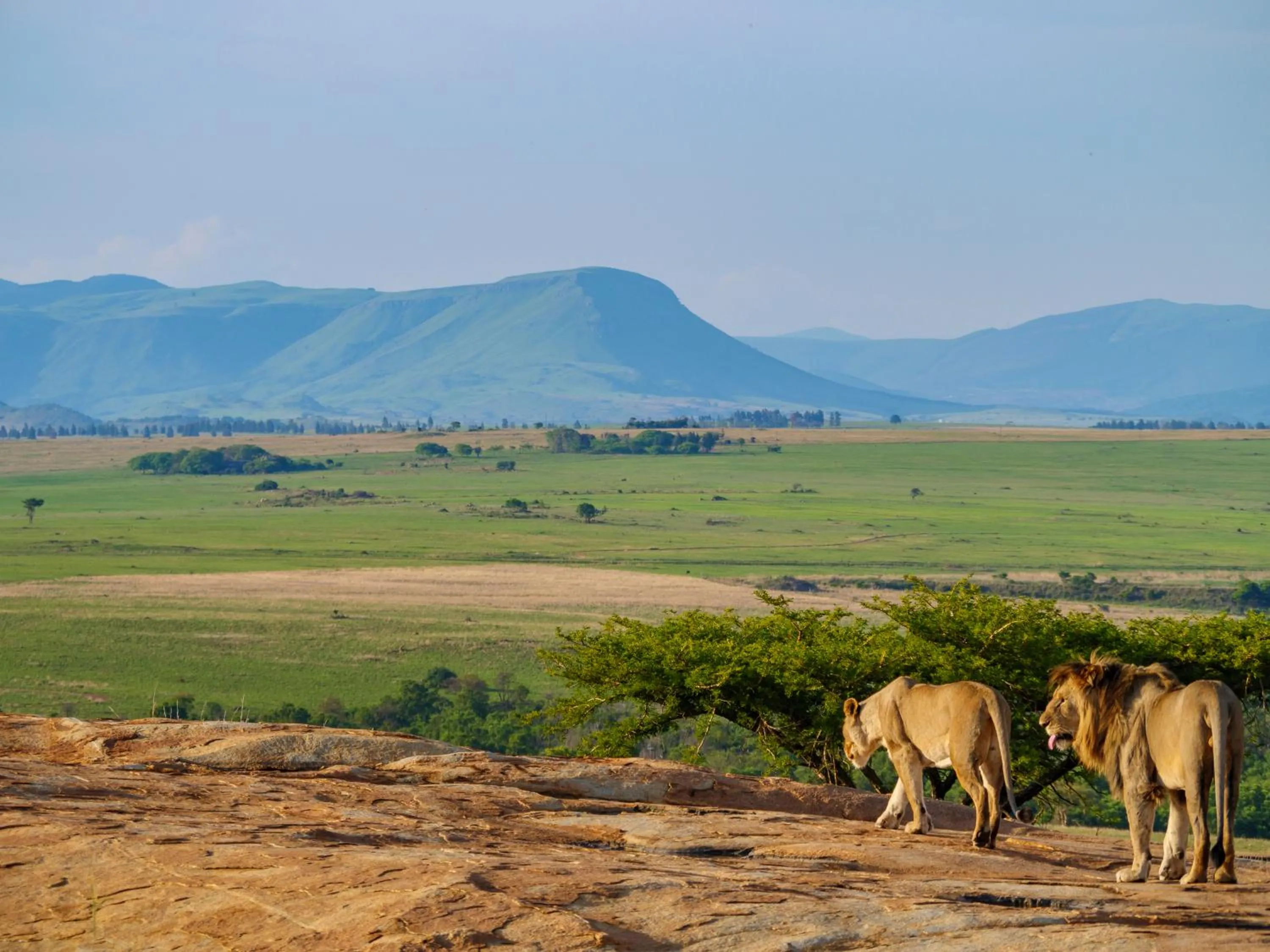 Natural landscape in Nkomazi Game Reserve by NEWMARK