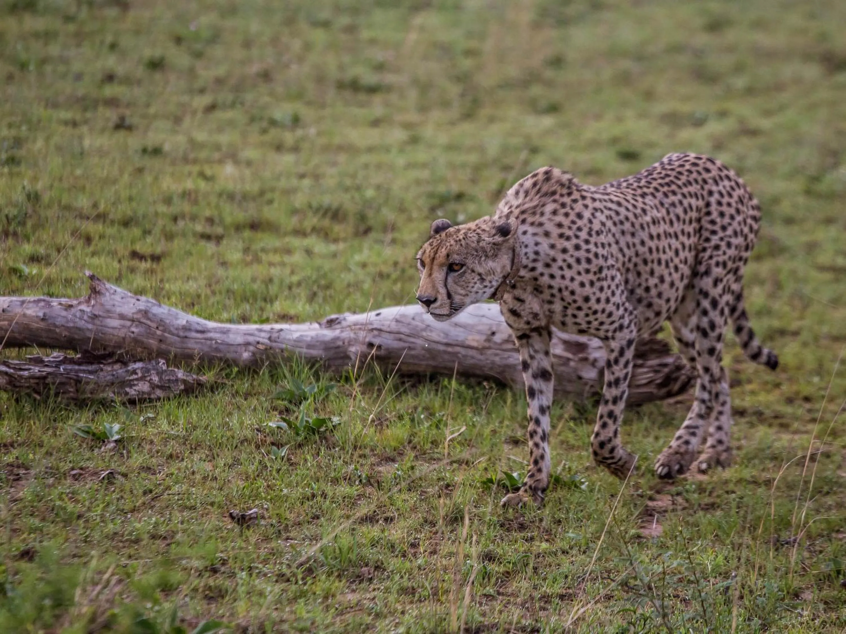 Animals in Nkomazi Game Reserve by NEWMARK