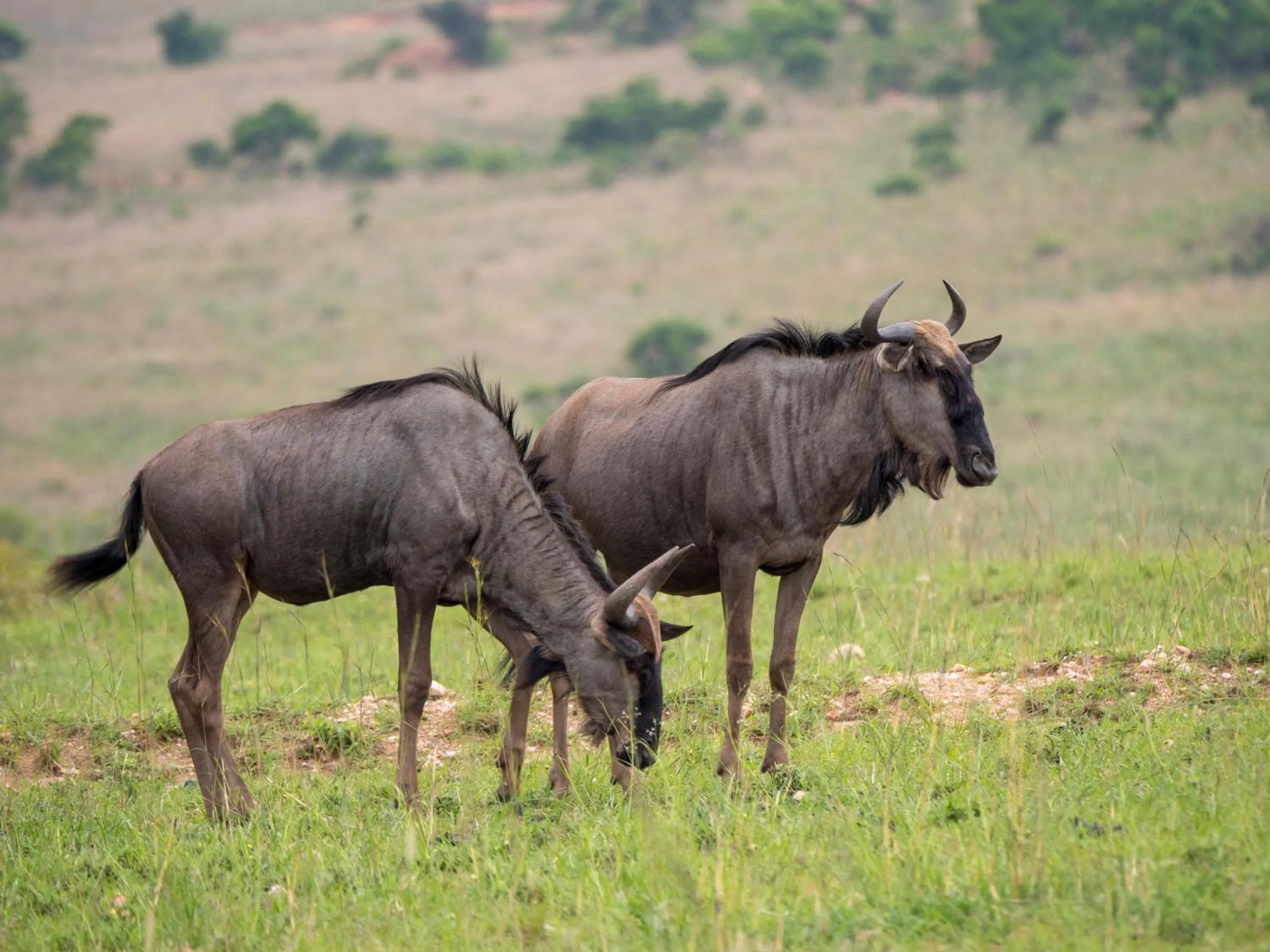 Animals in Nkomazi Game Reserve by NEWMARK
