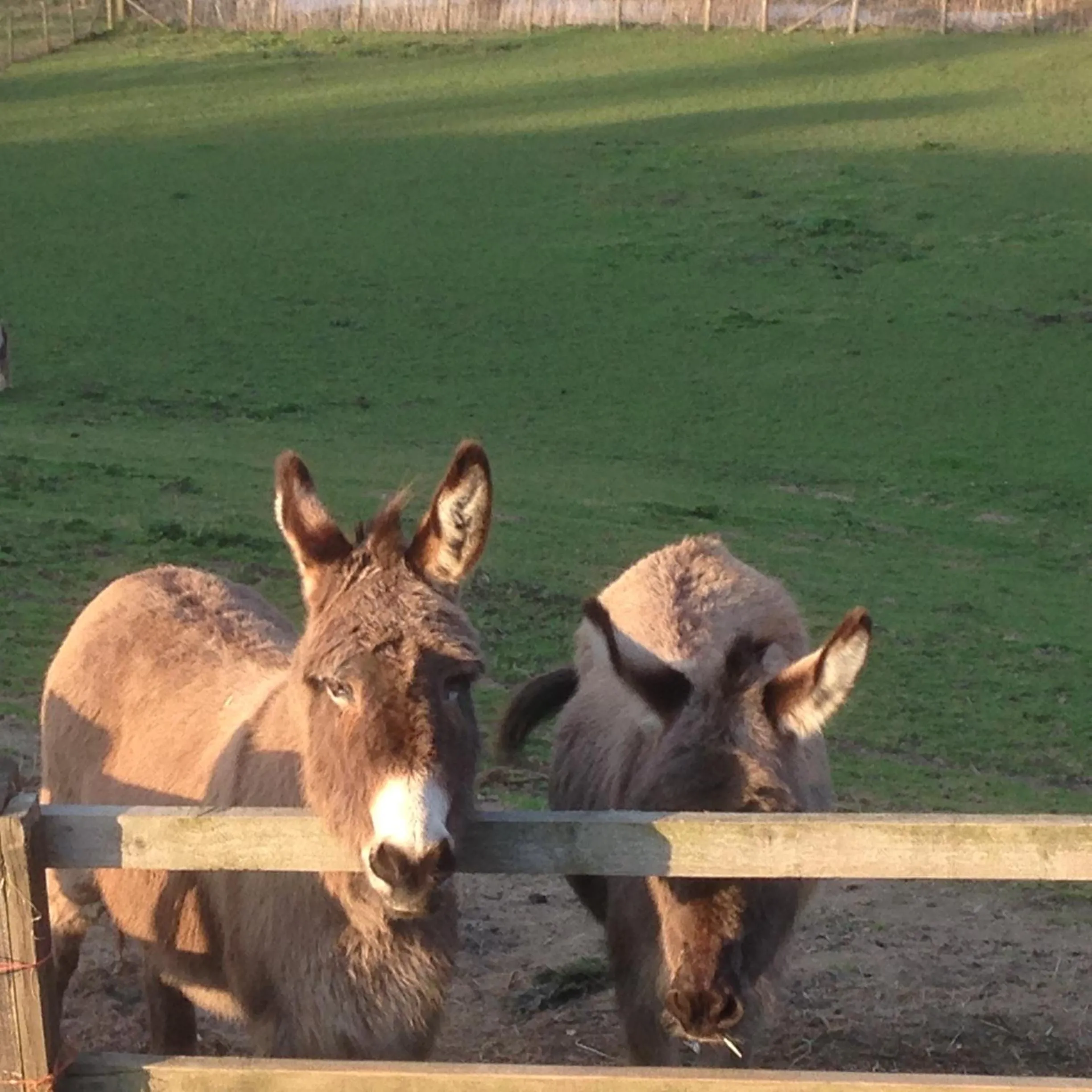 Animals in Rose Cottage