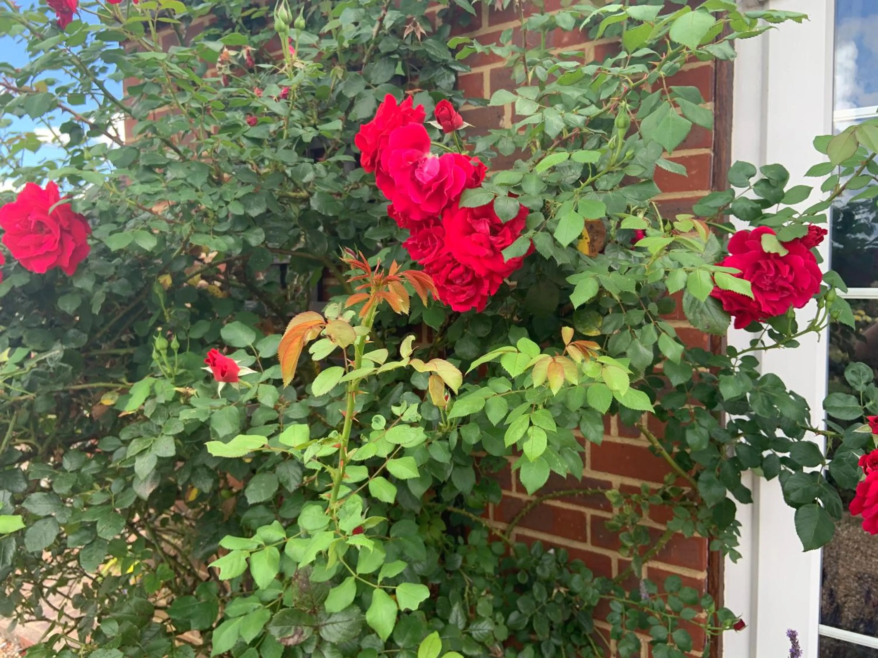 Rose Cottage