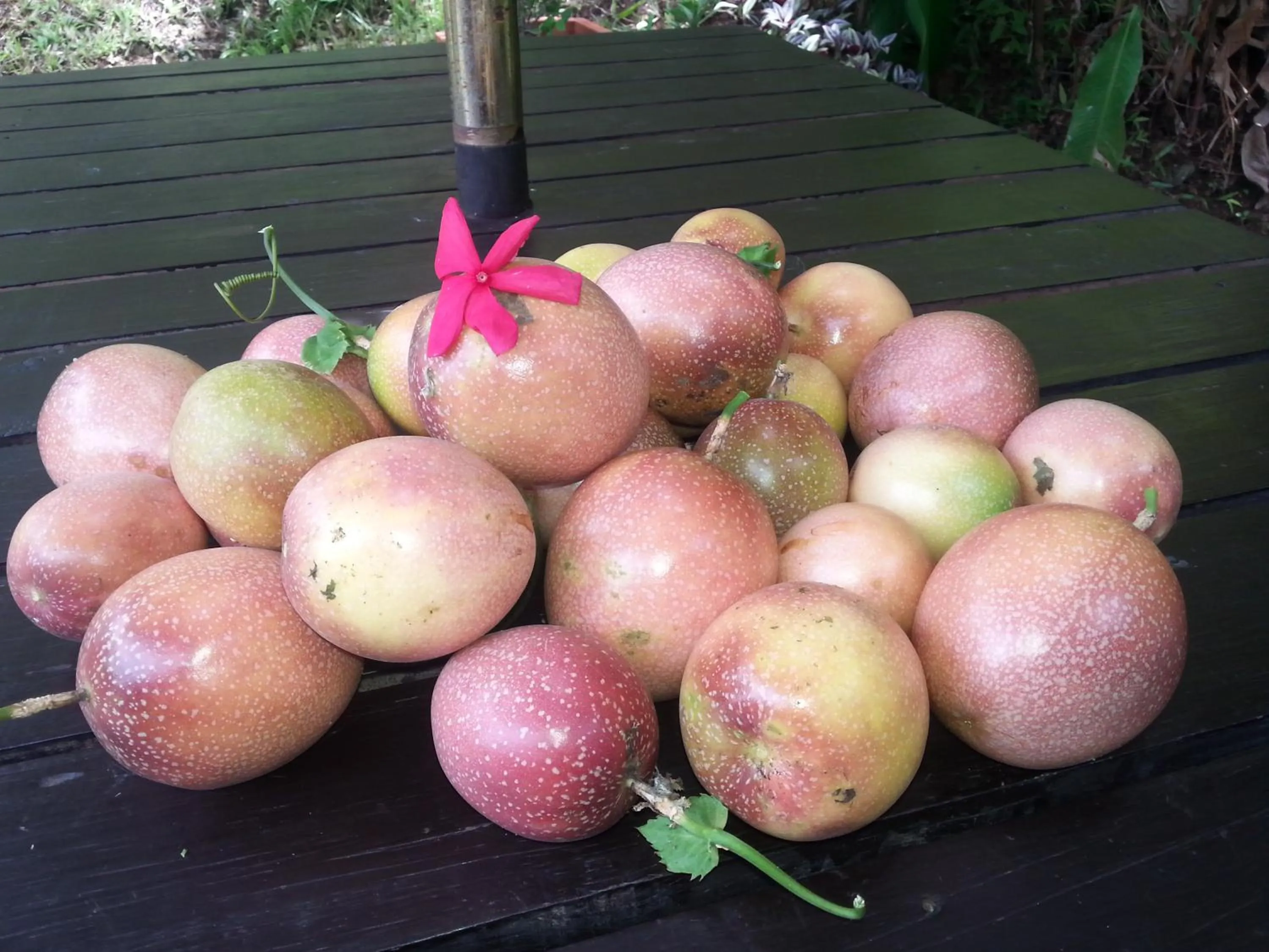 Food in Gecko Lodge Fiji