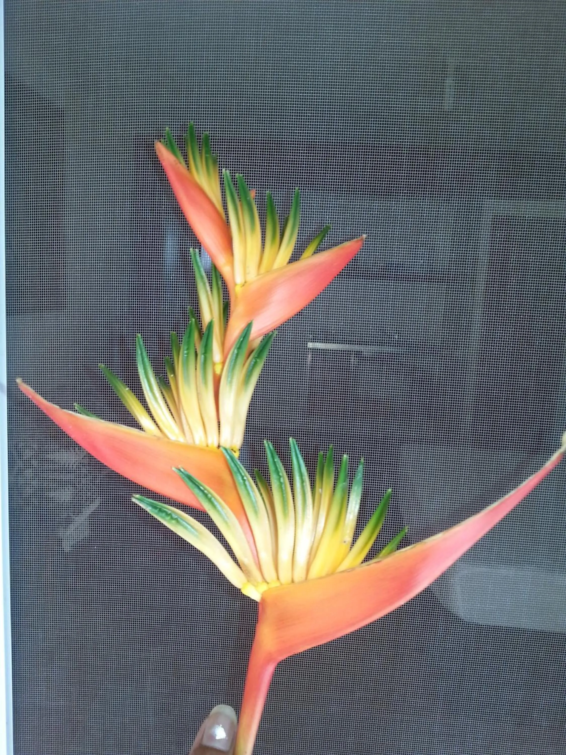 Other in Gecko Lodge Fiji
