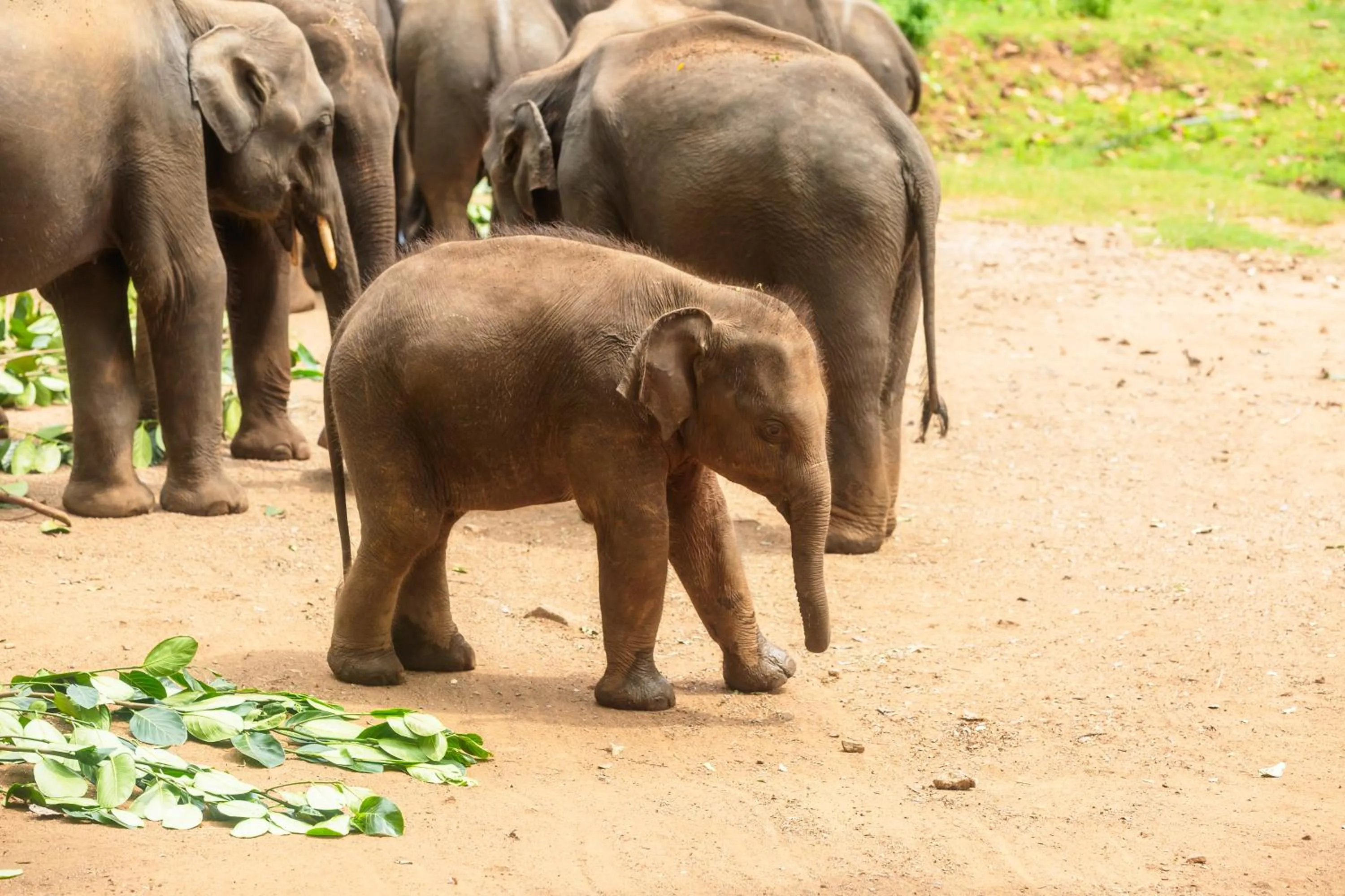 Activities in Waraka - Udawalawe by Thema Collection