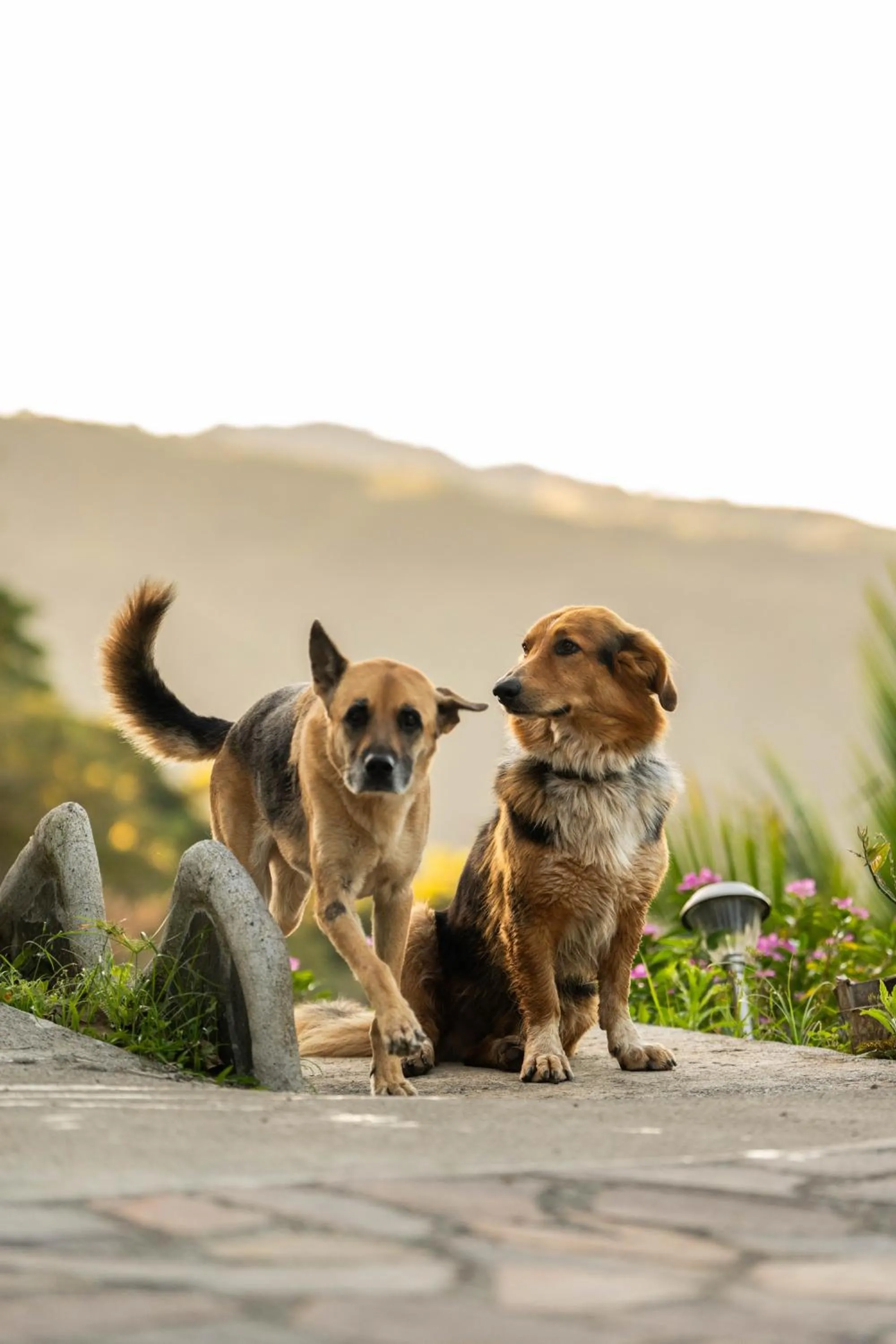 Pets in Finca Aquarius
