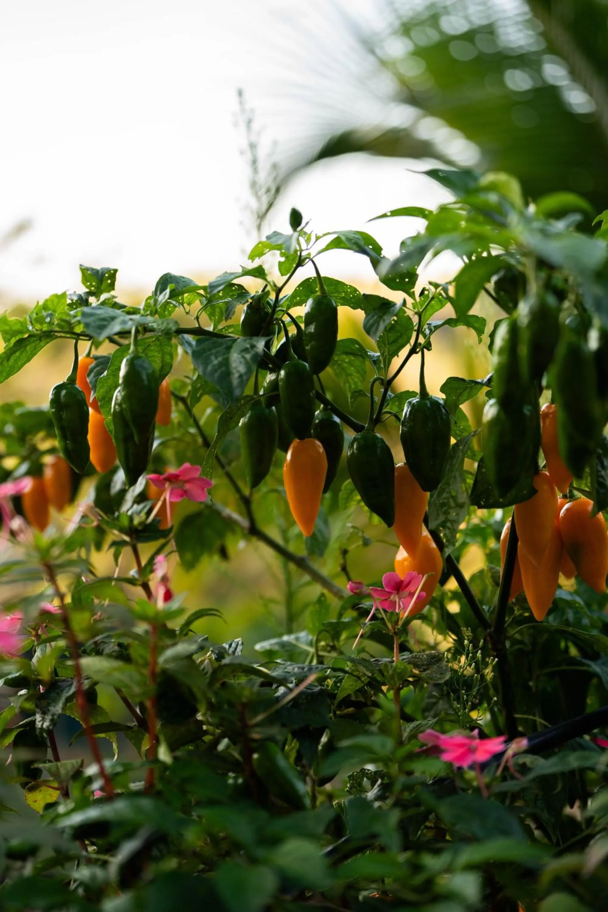 Garden in Finca Aquarius