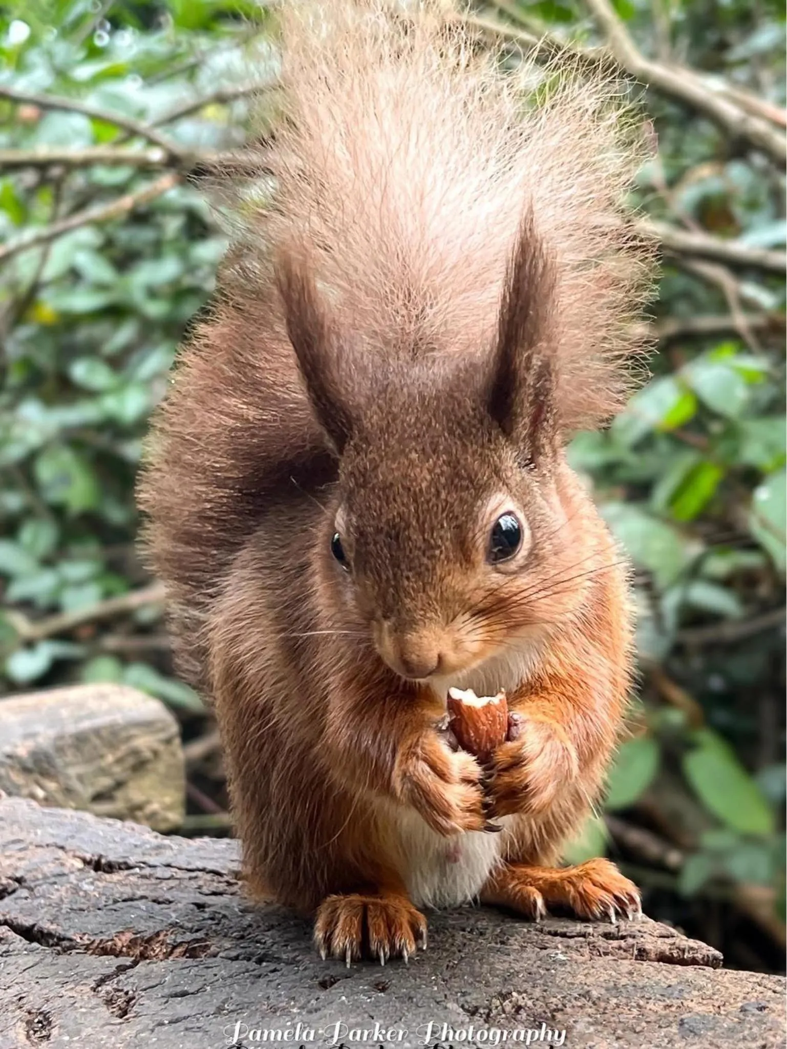 Red Squirrel Lodge