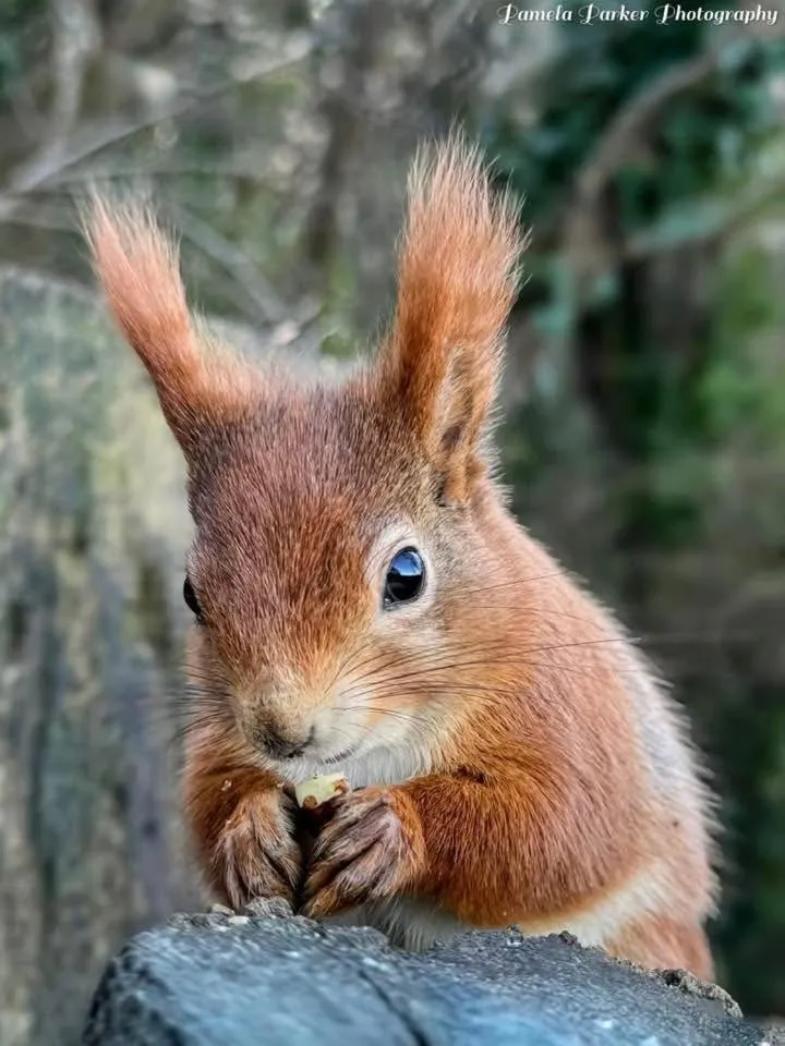 Red Squirrel Lodge