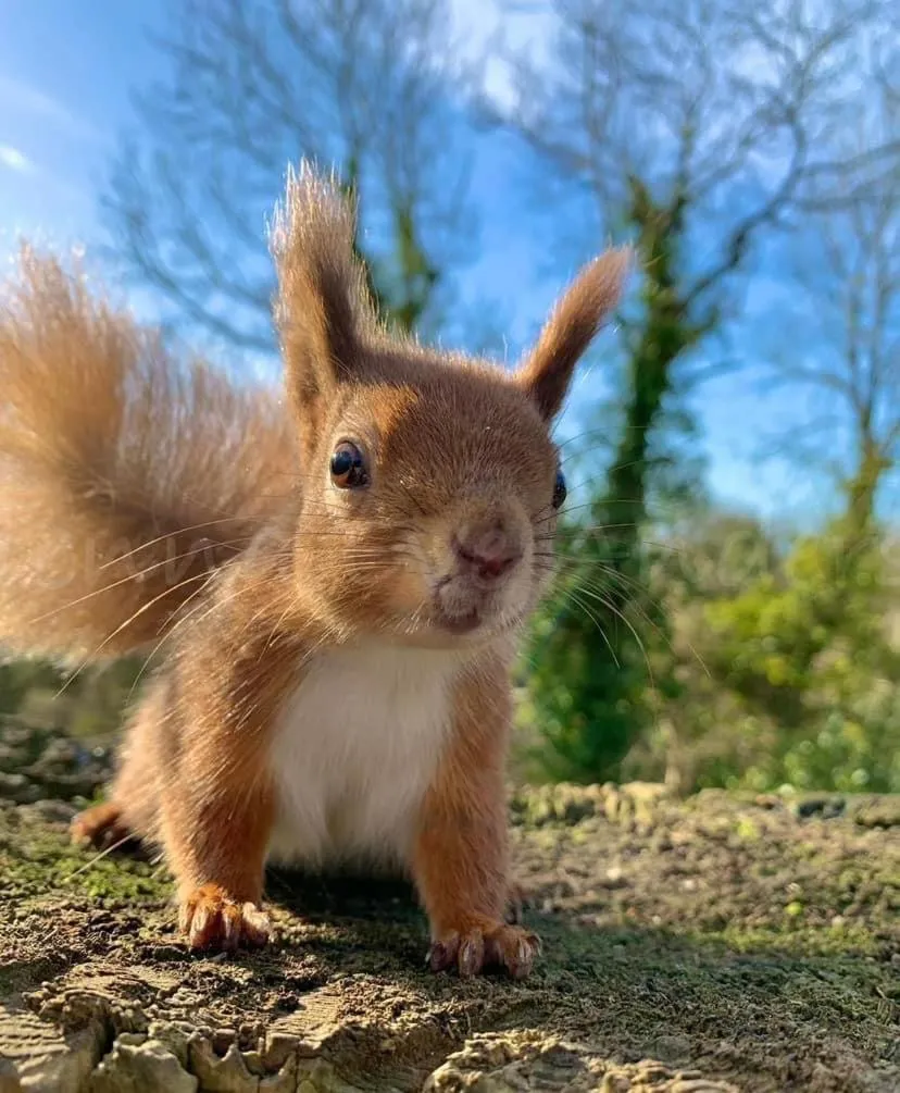 Red Squirrel Lodge
