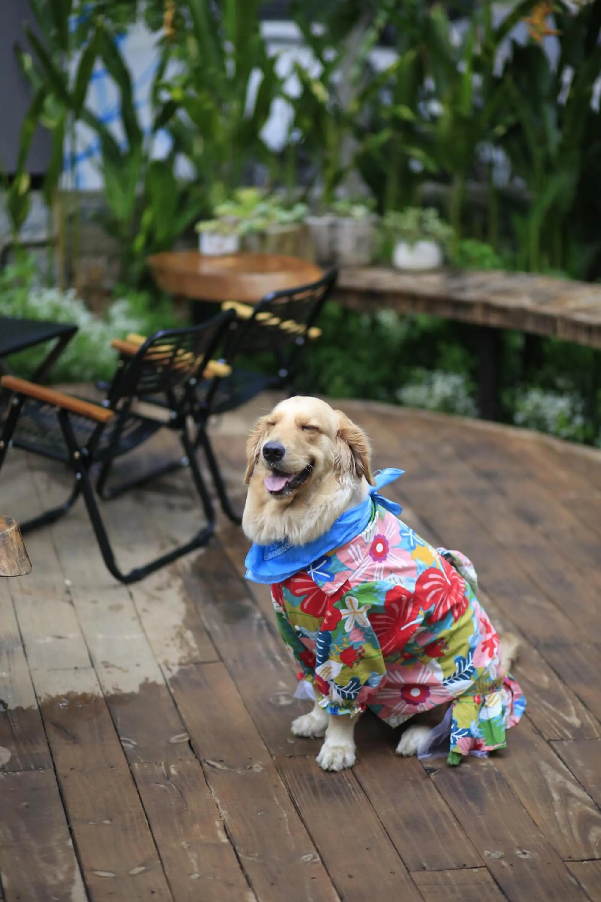 Animals in DD Hospitality - Mi Amor Da Lat