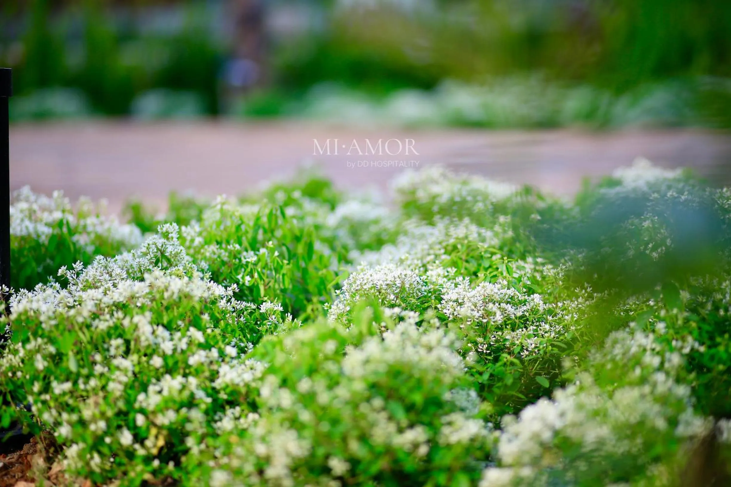 Garden in DD Hospitality - Mi Amor Da Lat