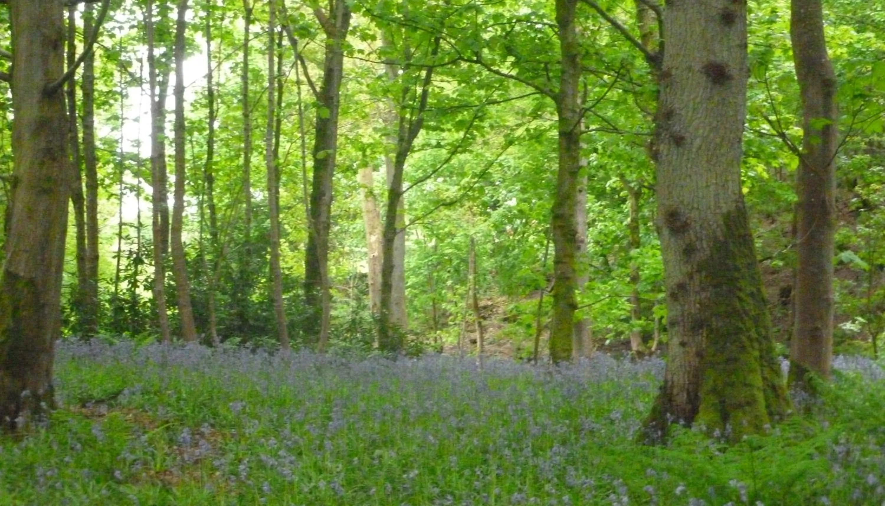 Spring in Friars Carse Country House Hotel