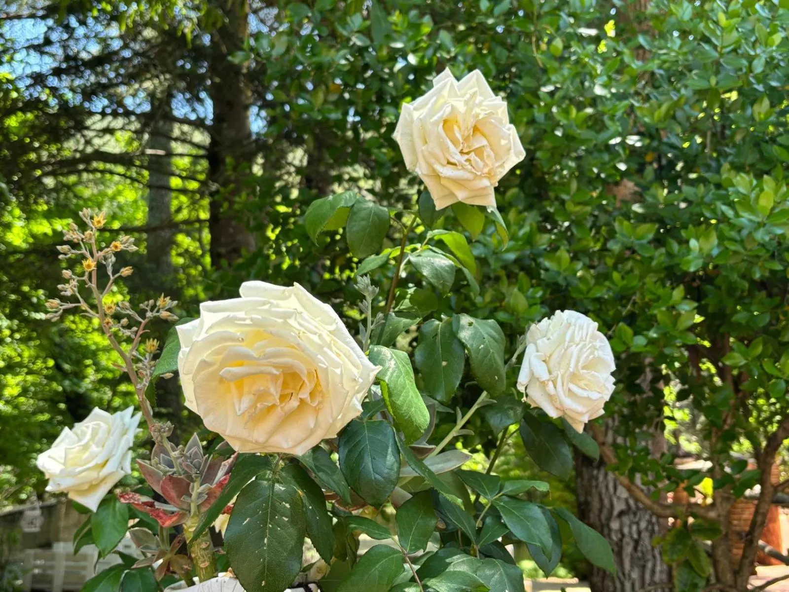 Restaurant/places to eat in Hotel El Refugio de Juanar