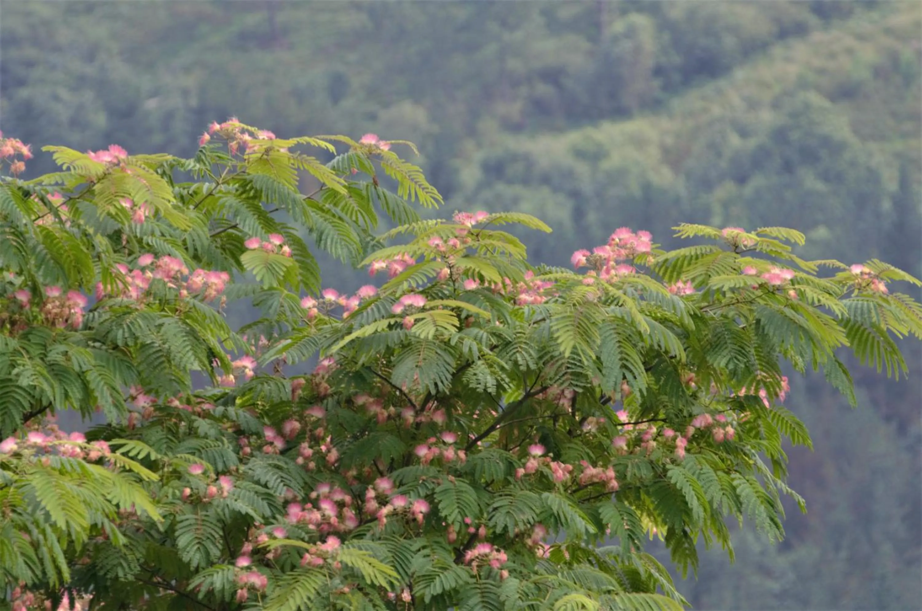 On site in Usategieta