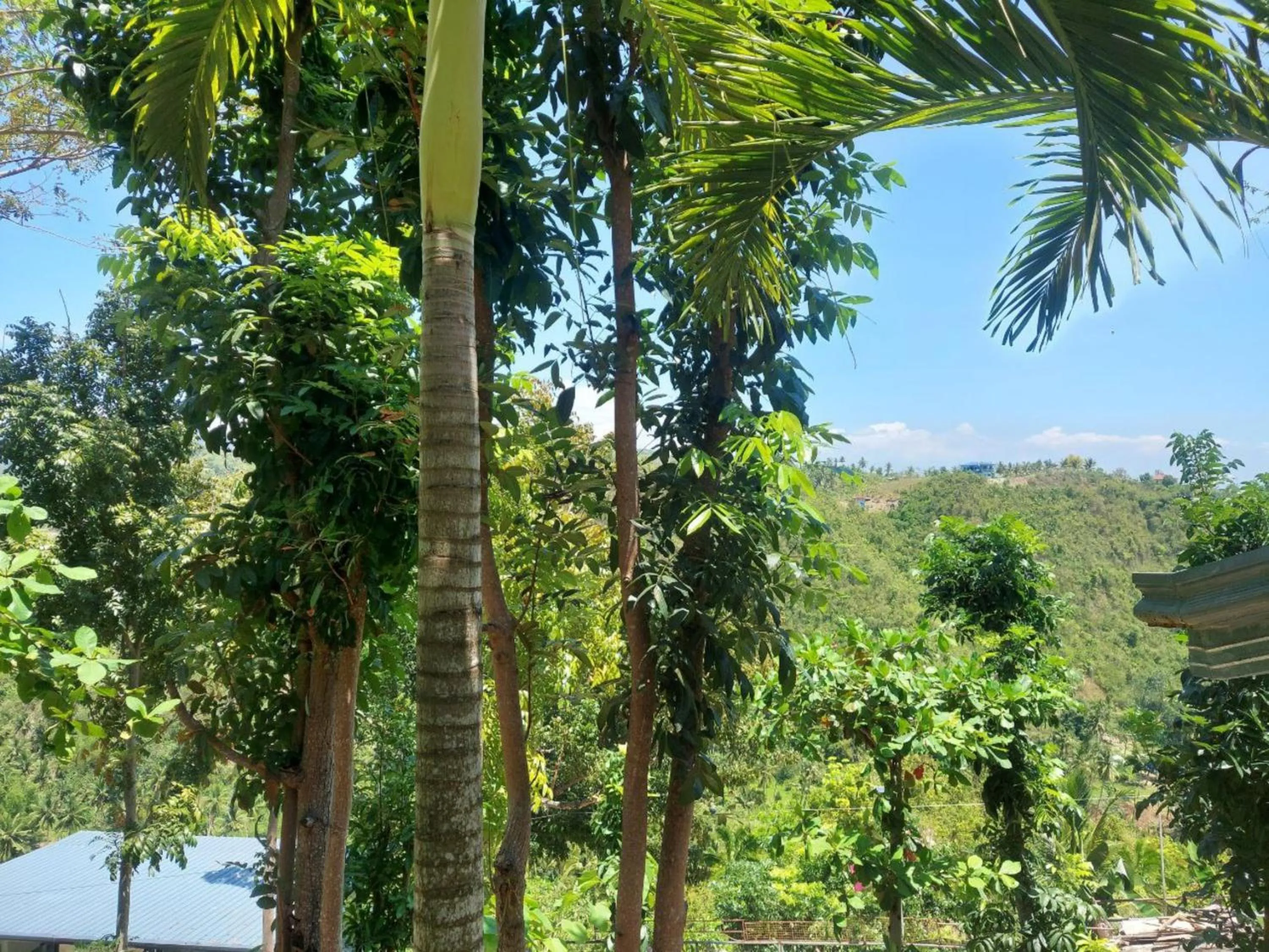 Natural landscape in Simala Retreat Resort Cebu
