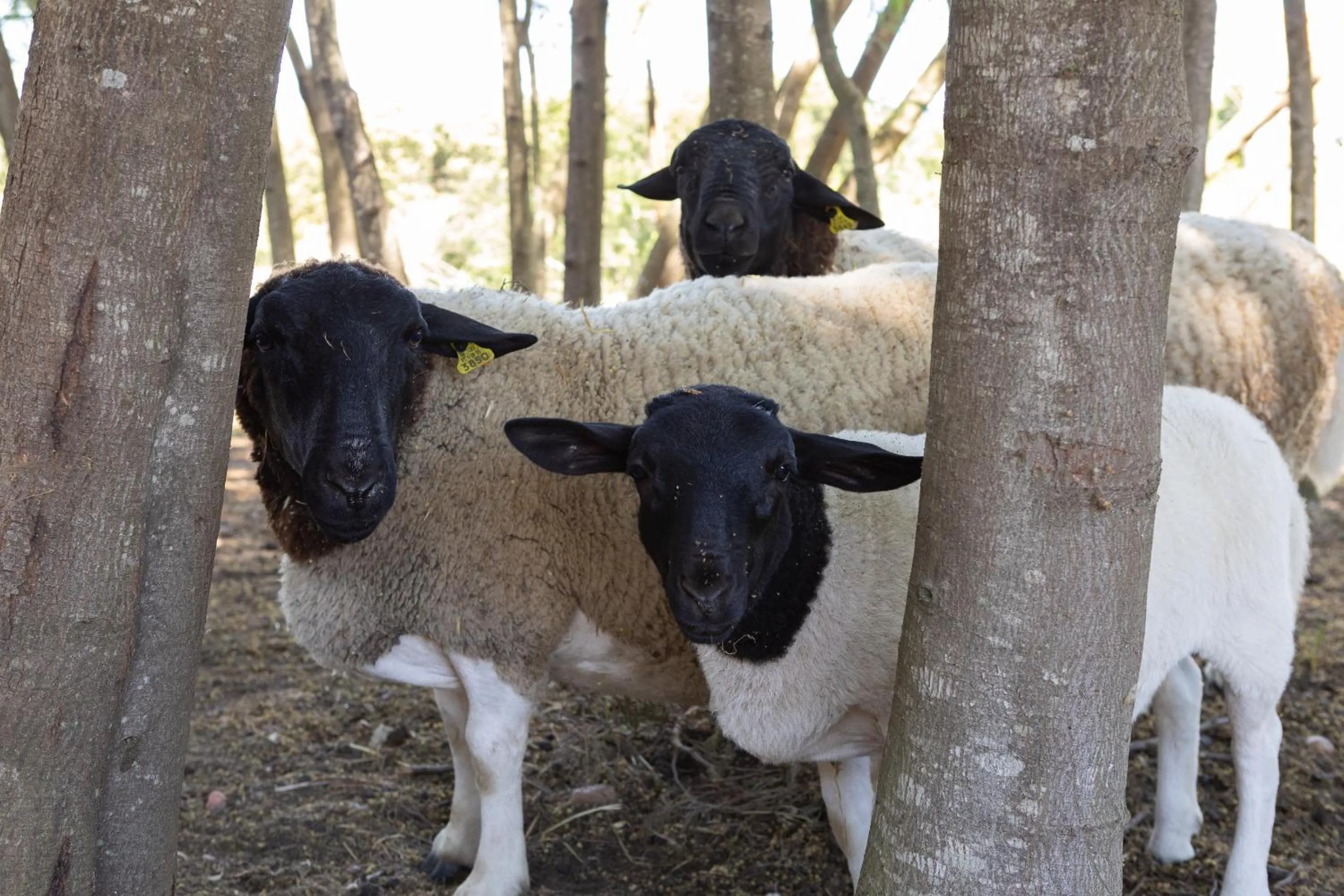 Animals in Resort Rural Quinta do Carrascal