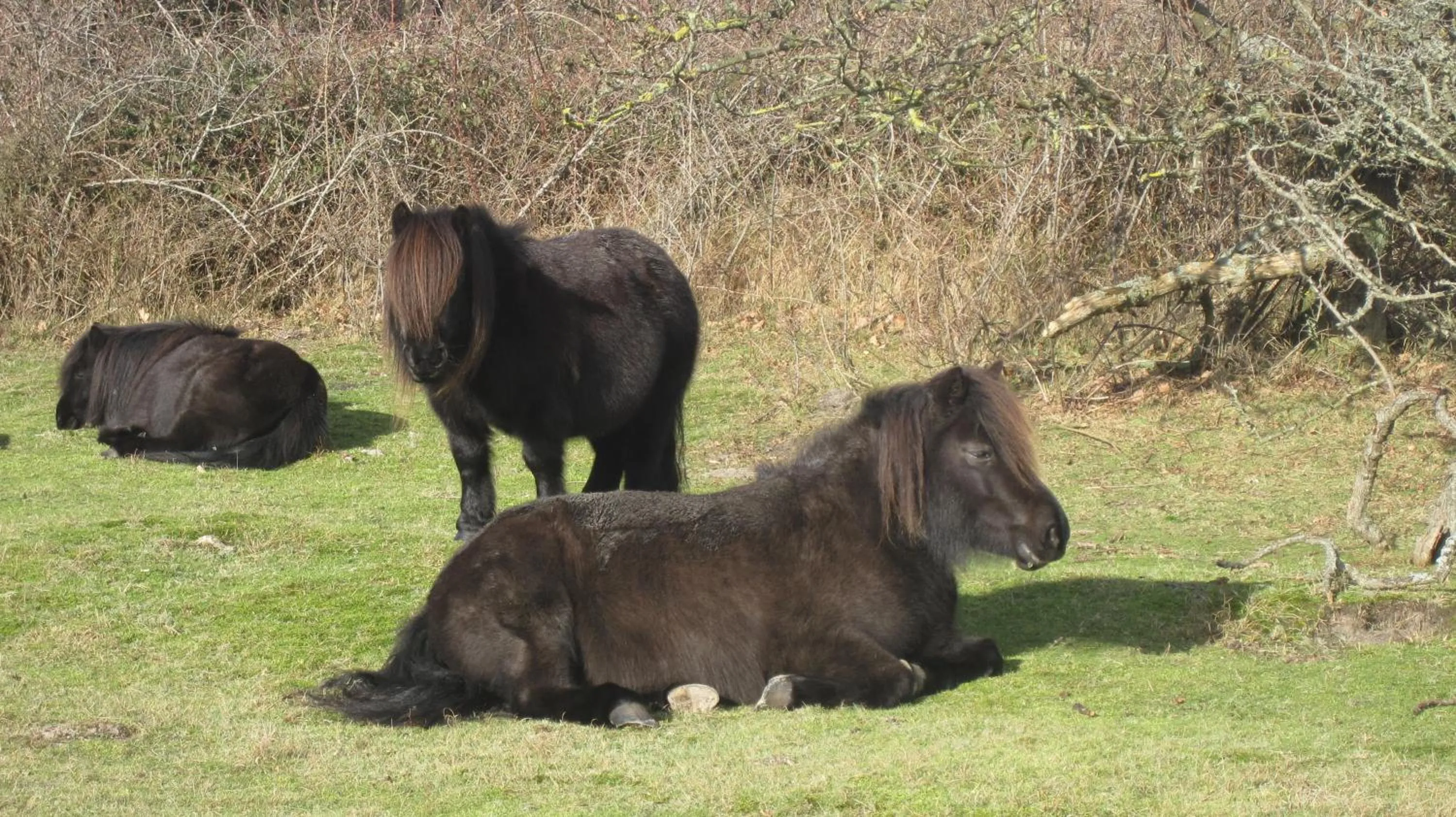 Animals in Hotel Restaurant Anno Nu
