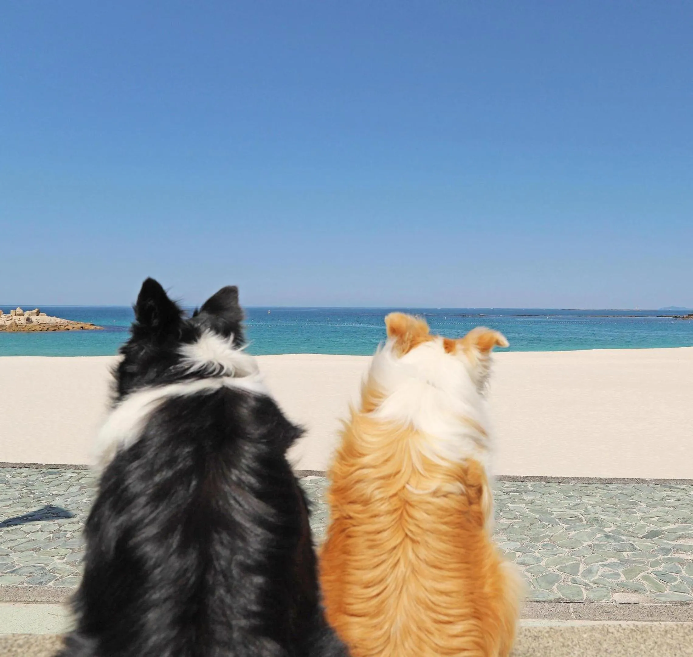 Nearby landmark in Nanki Shirahama Dog Paradise