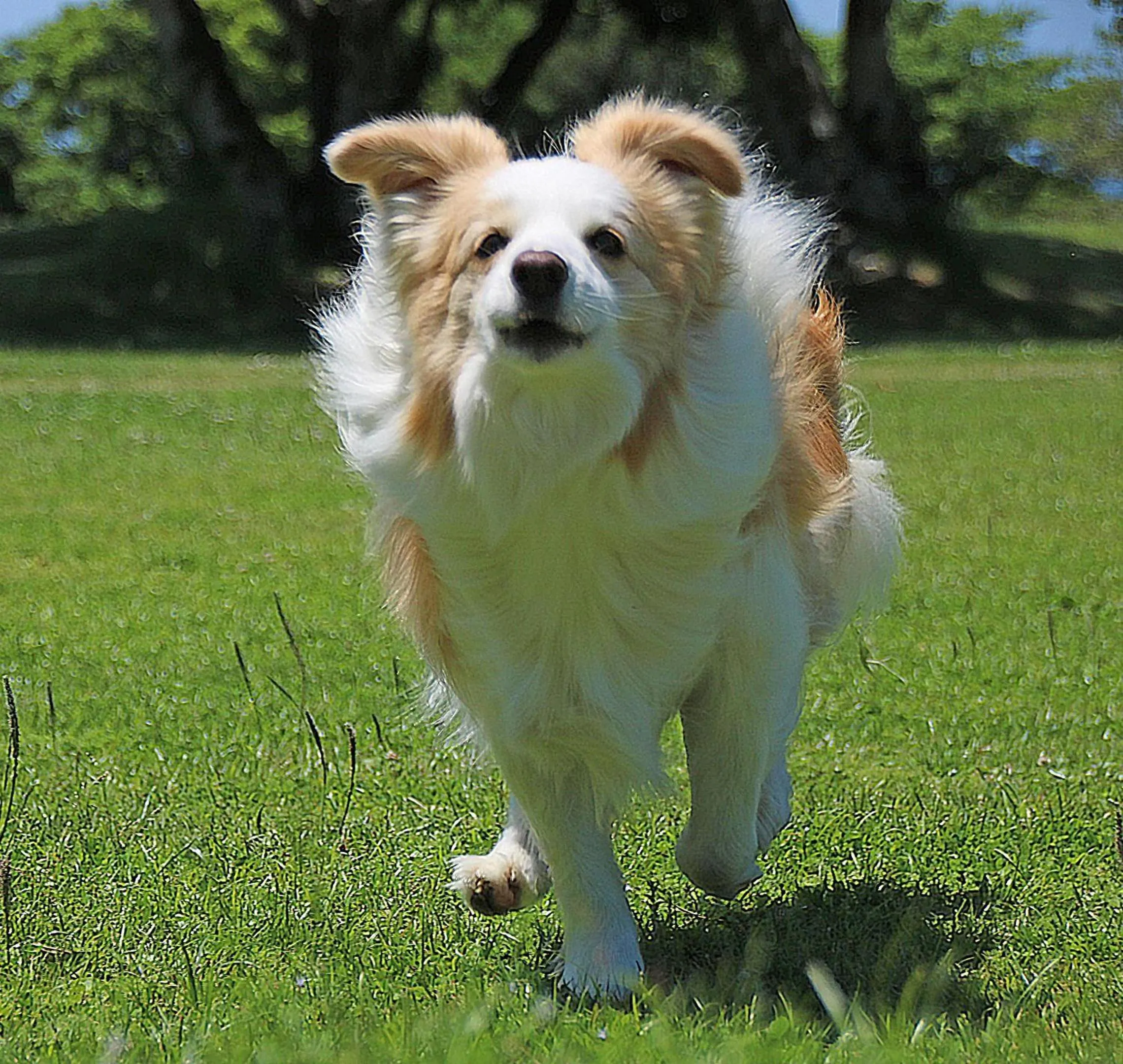 Garden in Nanki Shirahama Dog Paradise