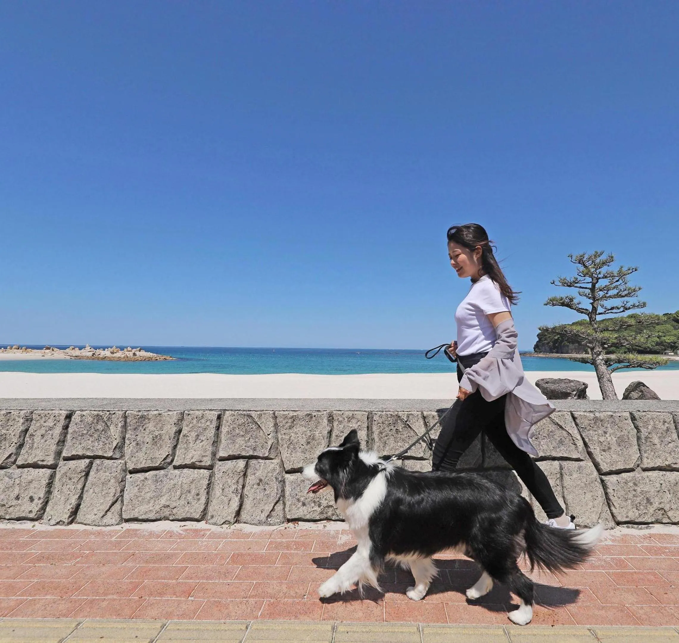 Nearby landmark in Nanki Shirahama Dog Paradise