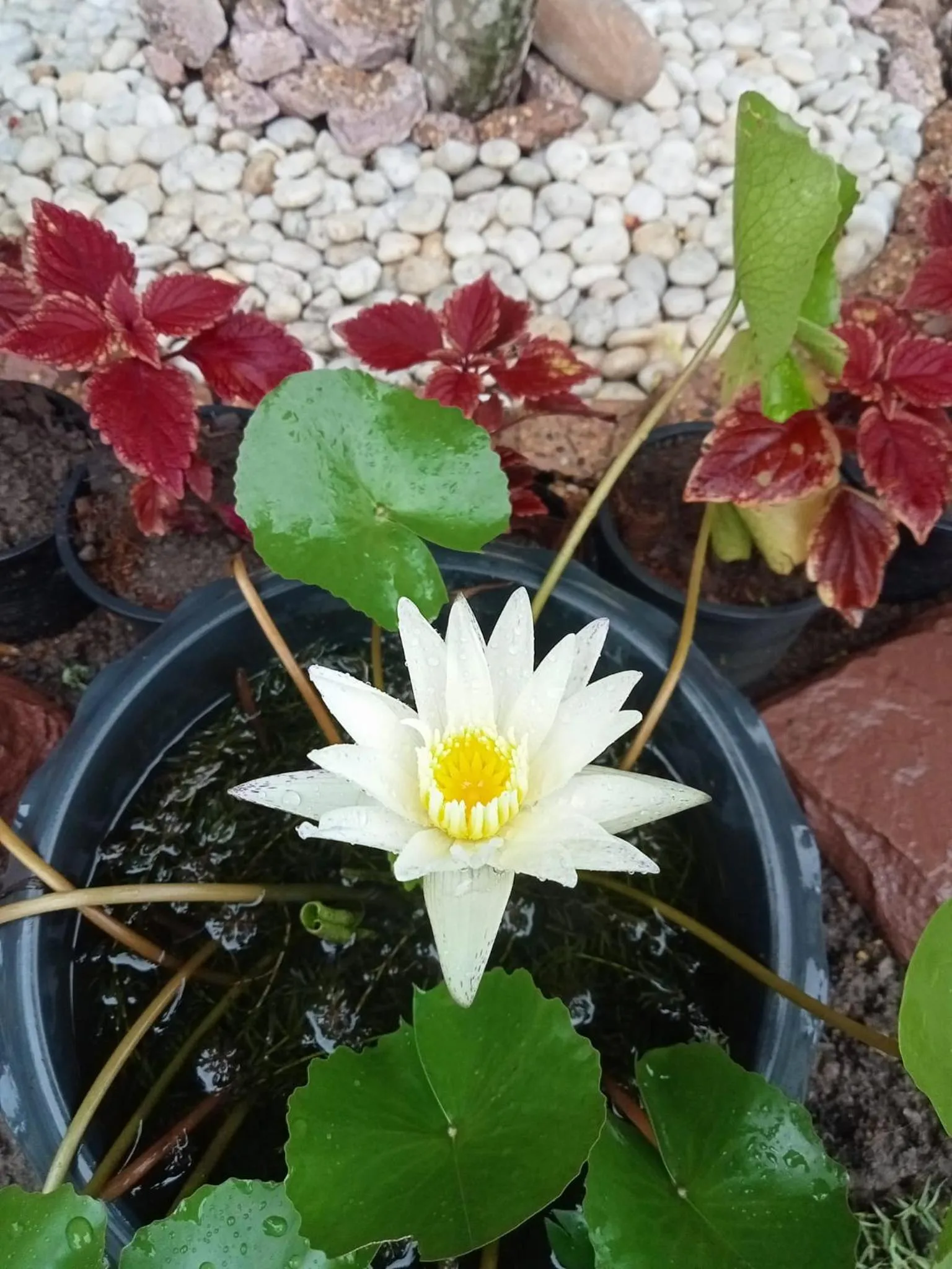 Garden in Tum Mai Kaew Lanta Resort