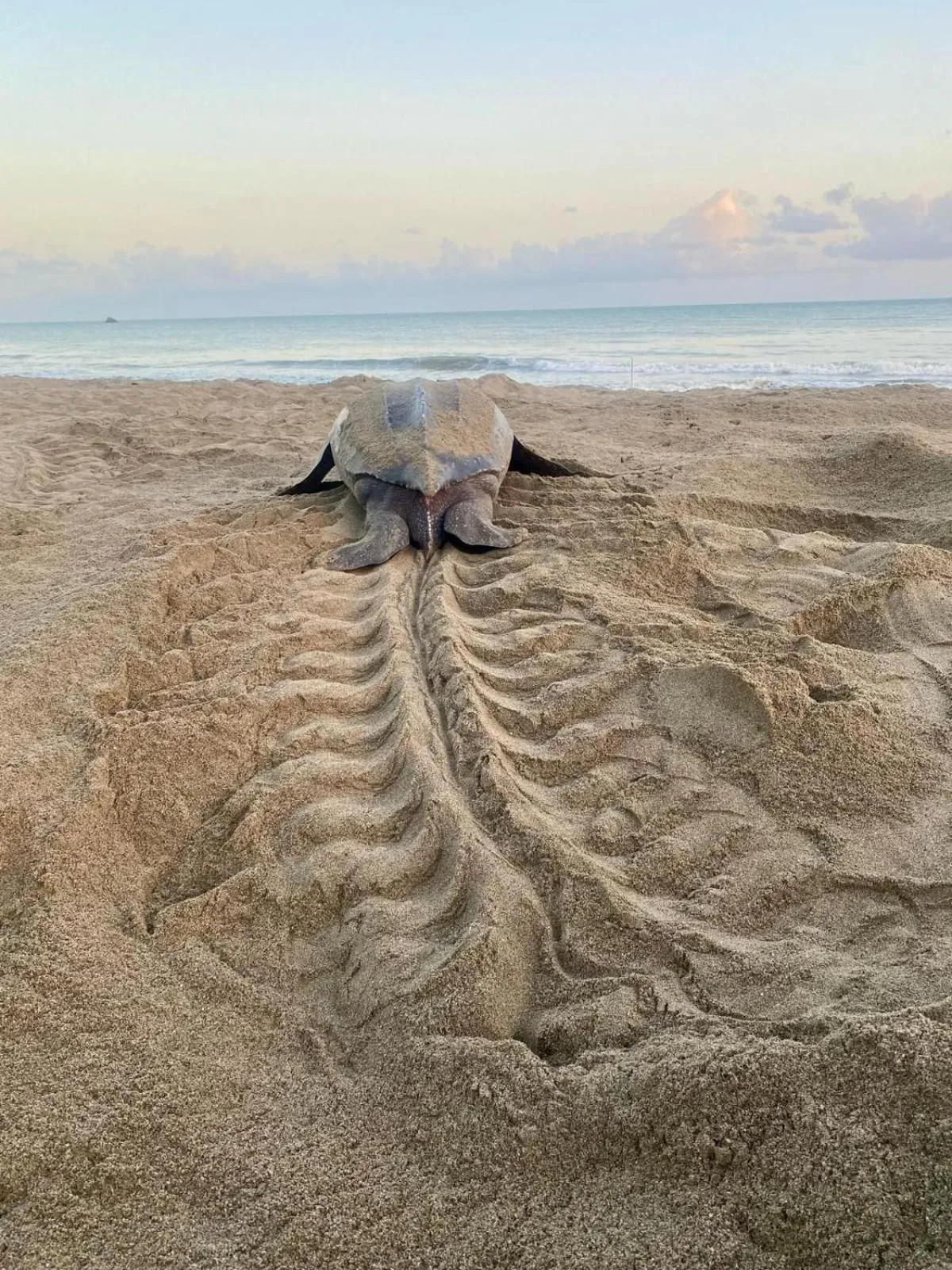 Animals in Mt. Plaisir Estate Hotel