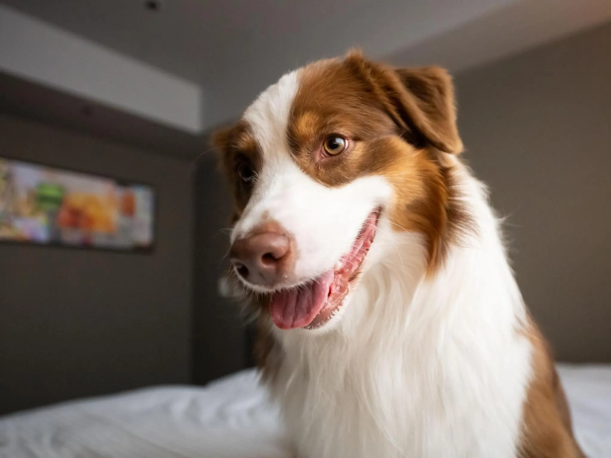 hotel anddoggy Kyoto Nijo