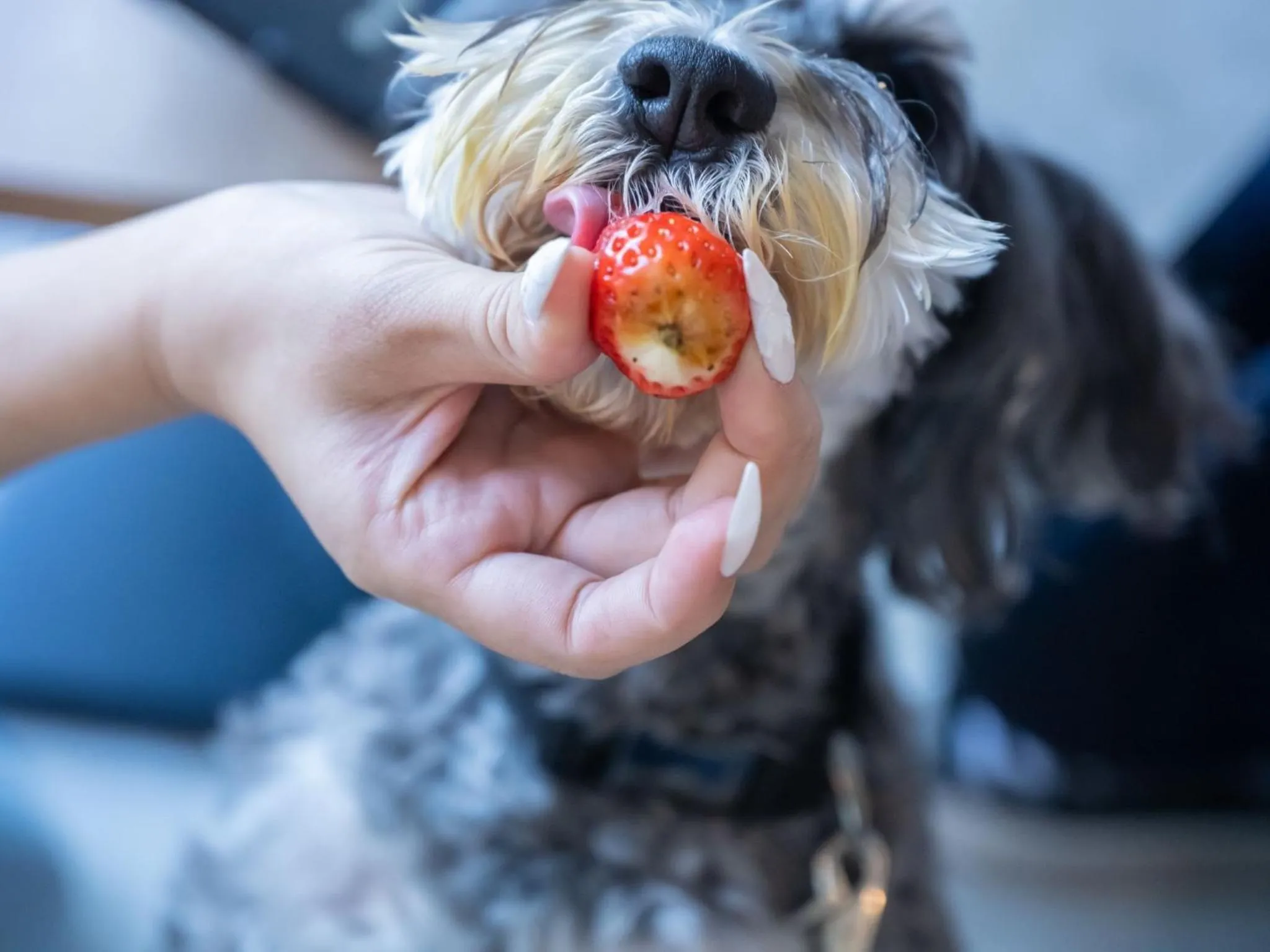 hotel anddoggy Kyoto Nijo