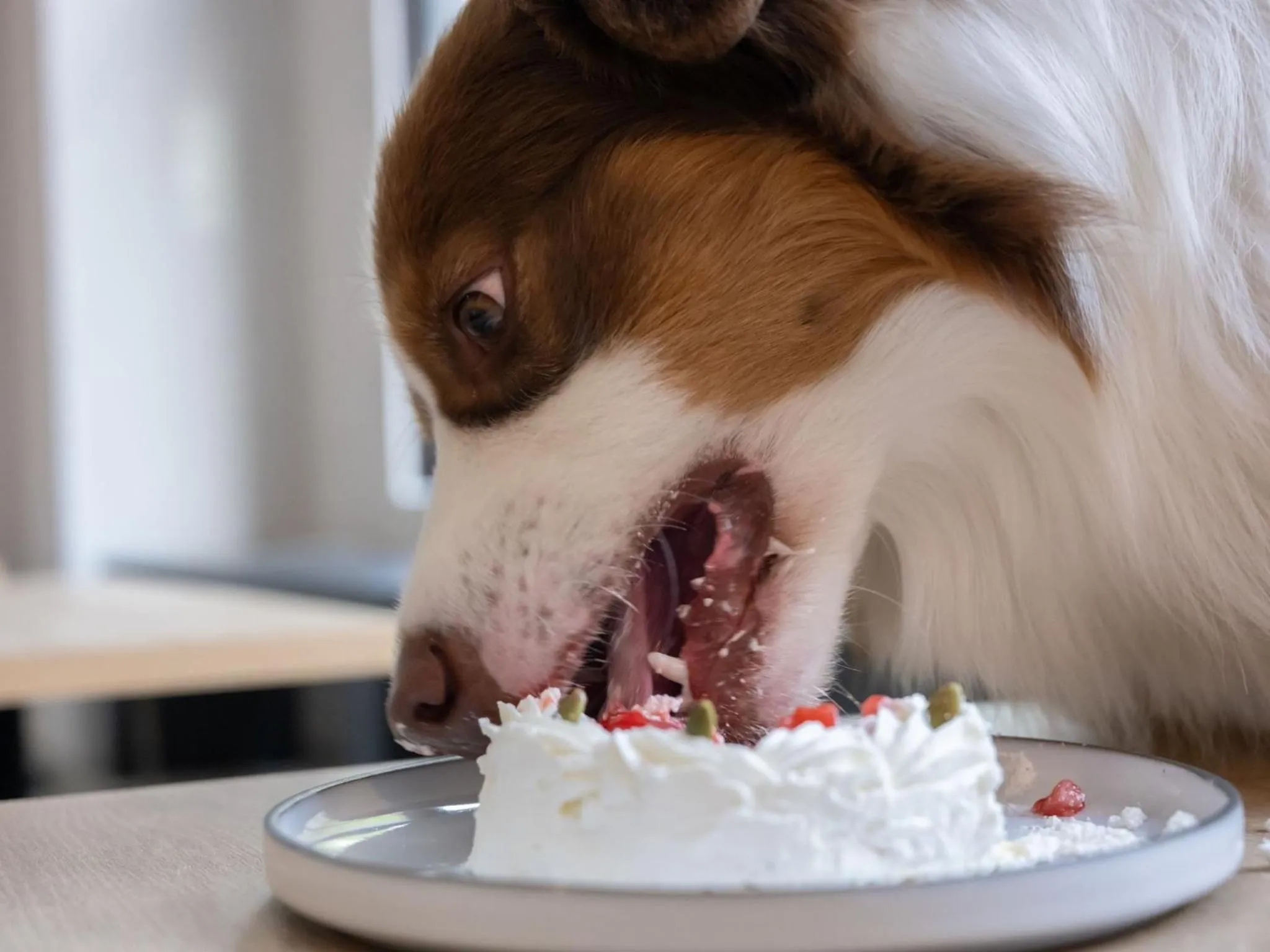 hotel anddoggy Kyoto Nijo