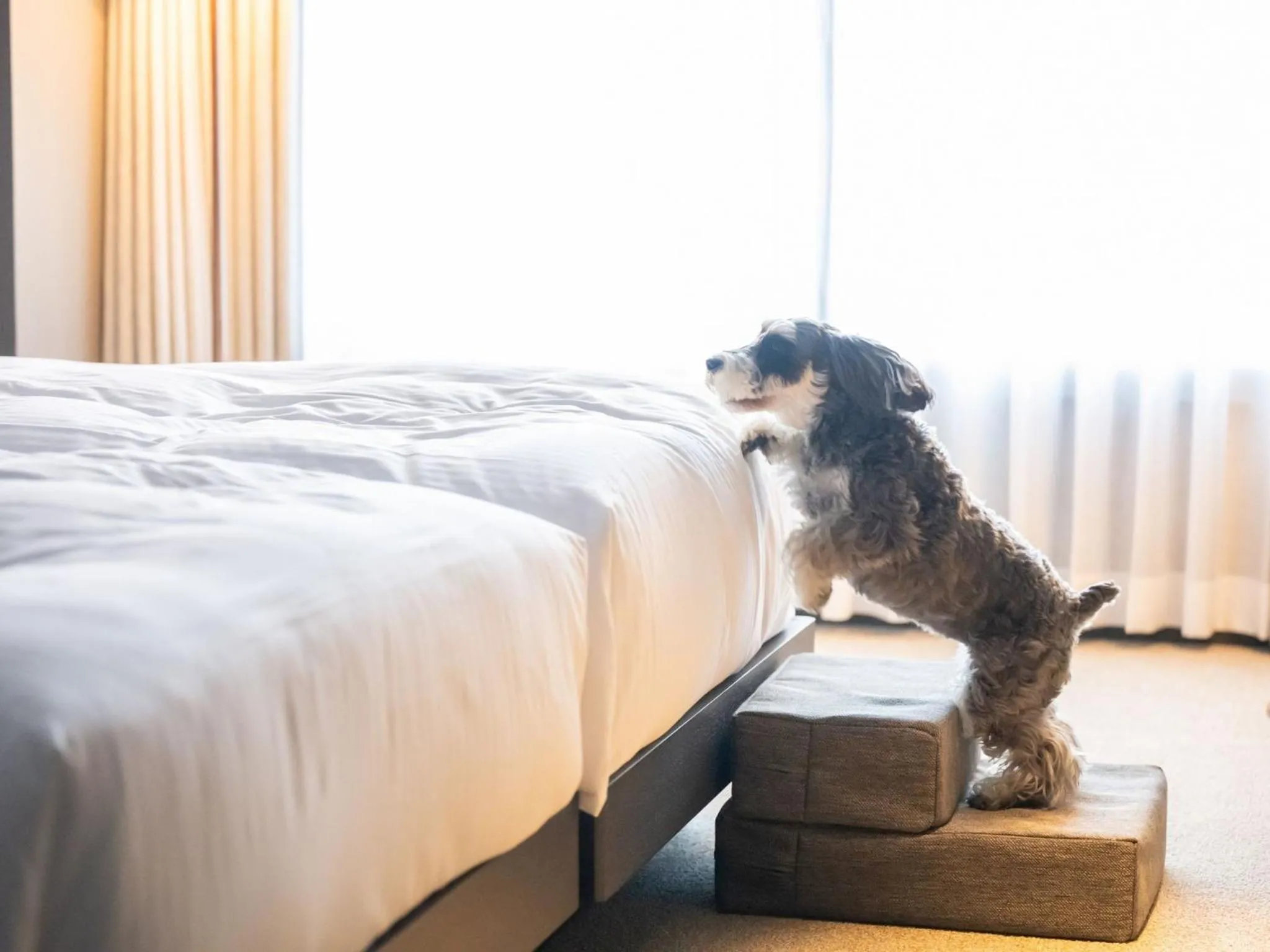 hotel anddoggy Kyoto Nijo
