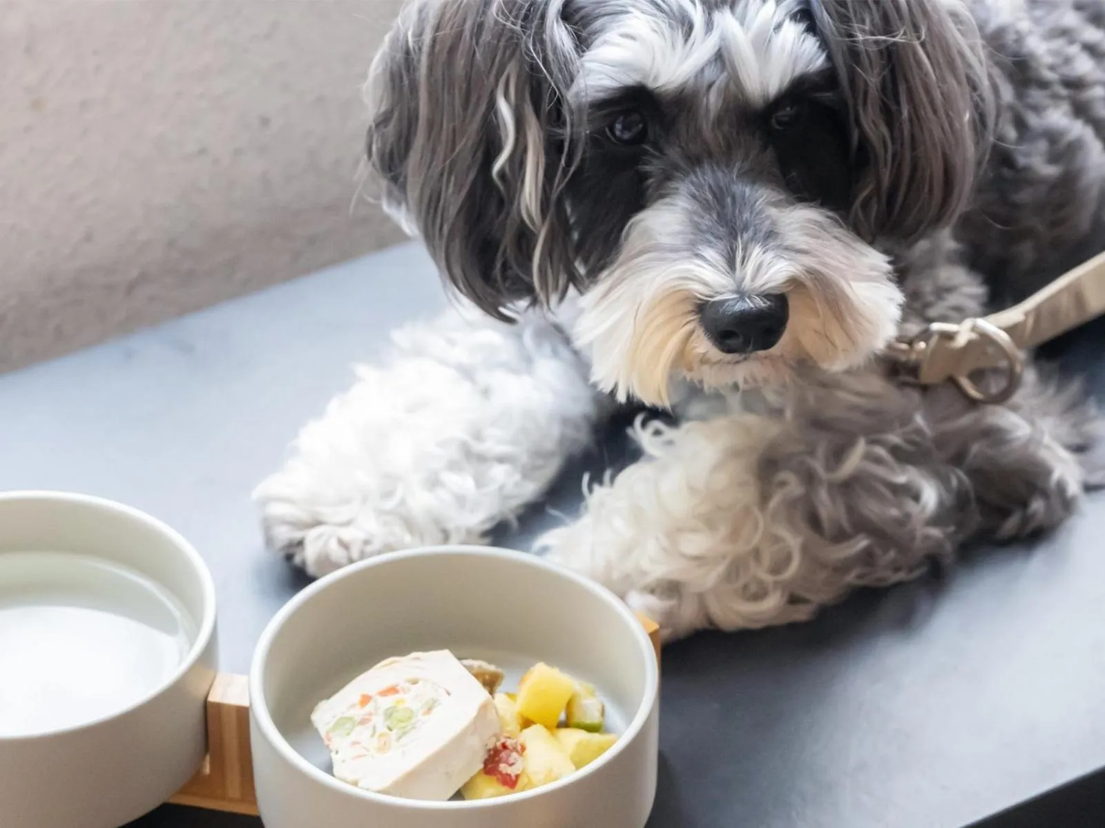 Pets in hotel anddoggy Kyoto Nijo