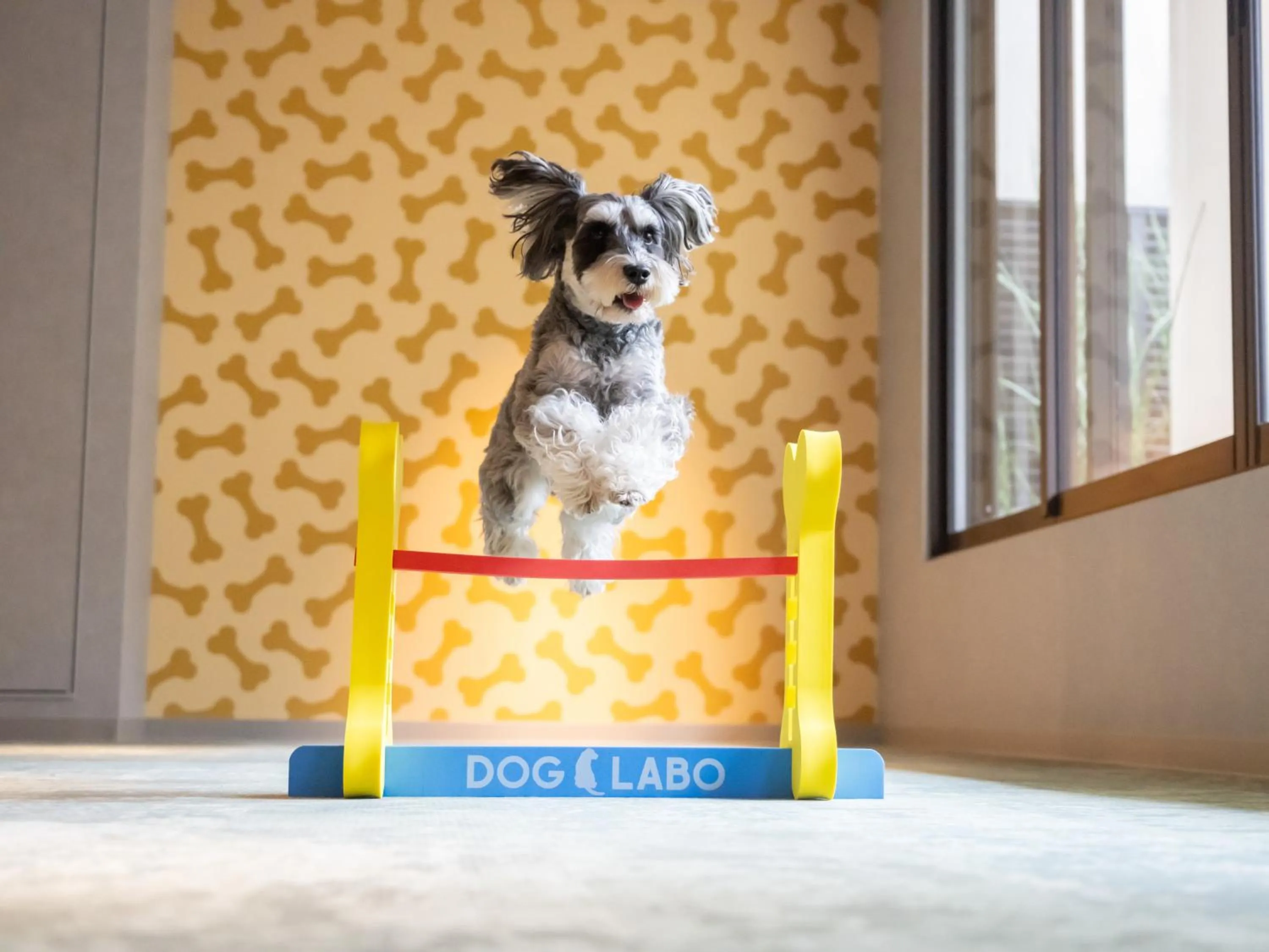 Pets in hotel anddoggy Kyoto Nijo