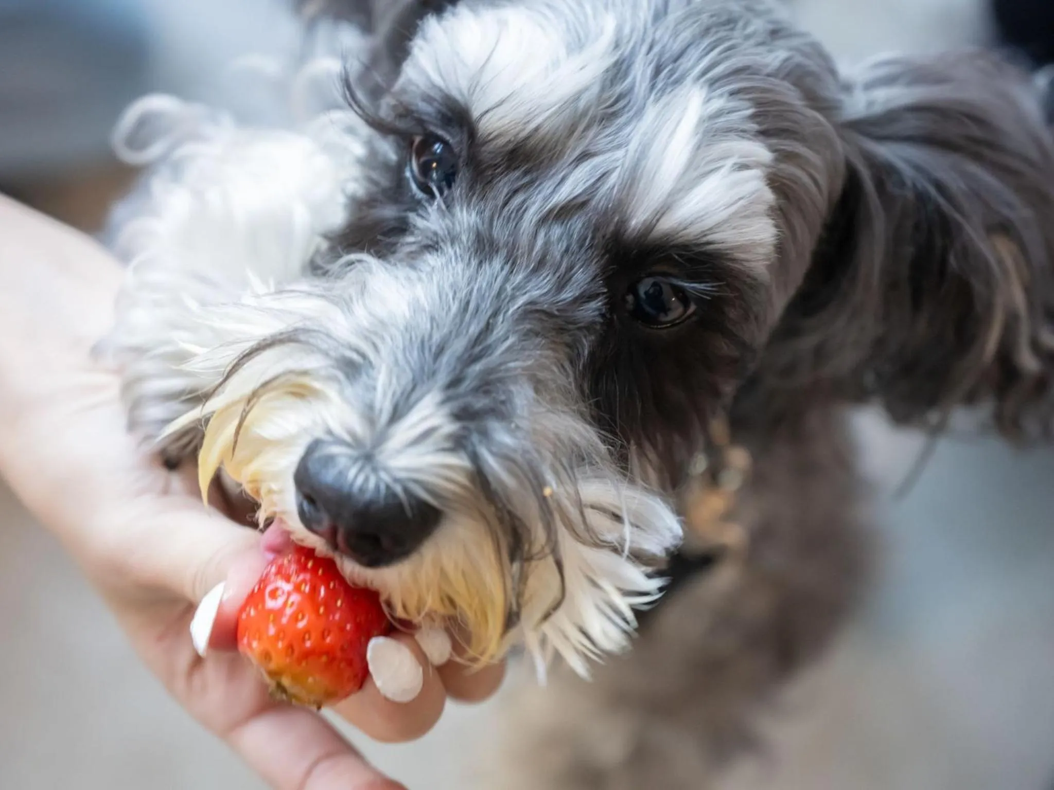 hotel anddoggy Kyoto Nijo