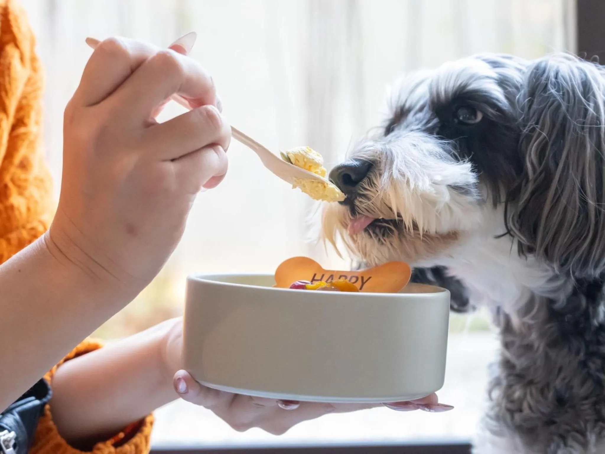 hotel anddoggy Kyoto Nijo