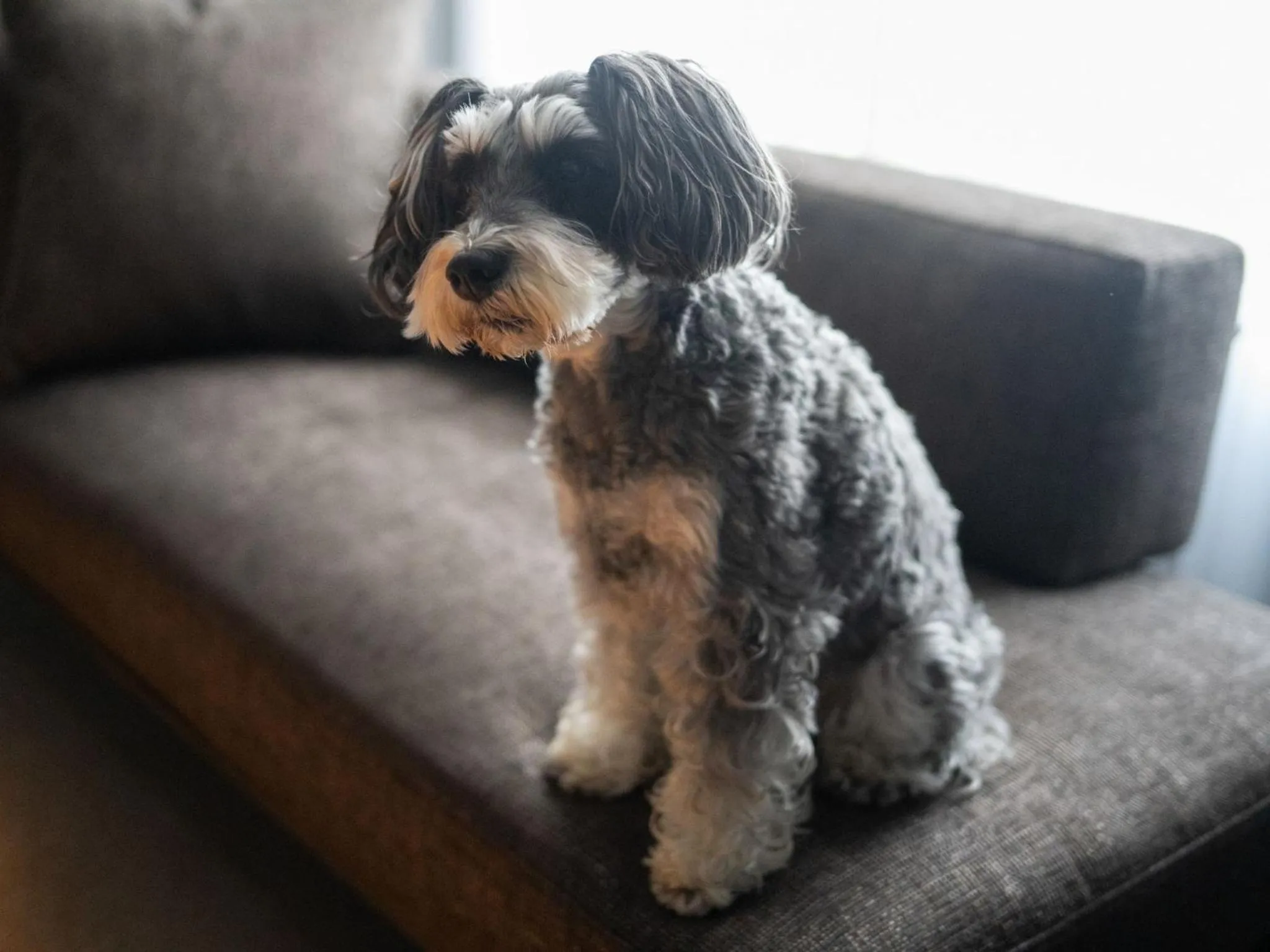 hotel anddoggy Kyoto Nijo