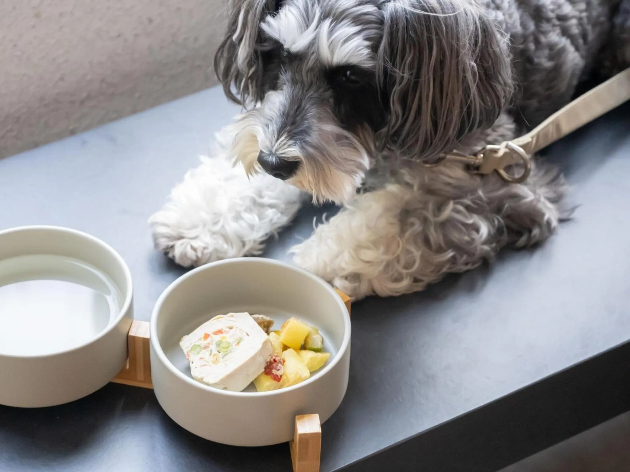 hotel anddoggy Kyoto Nijo