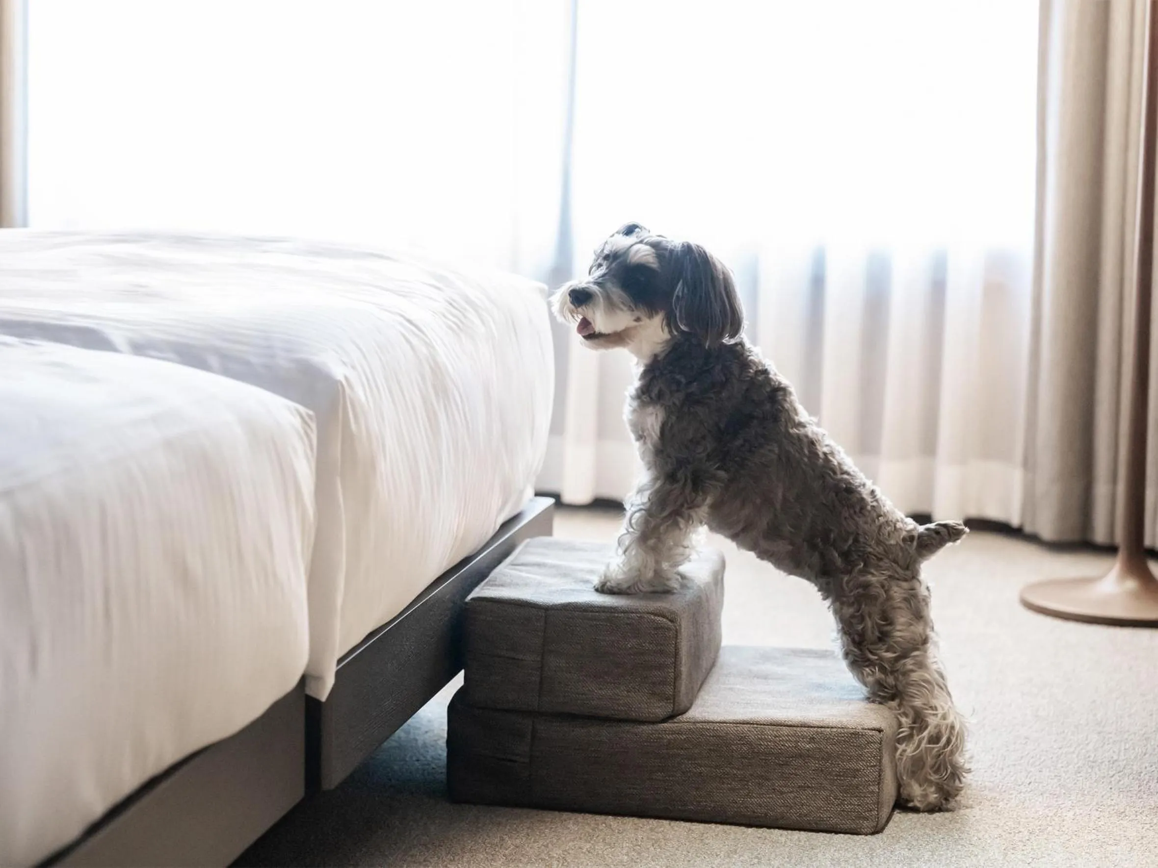 Bedroom, Bed in hotel anddoggy Kyoto Nijo