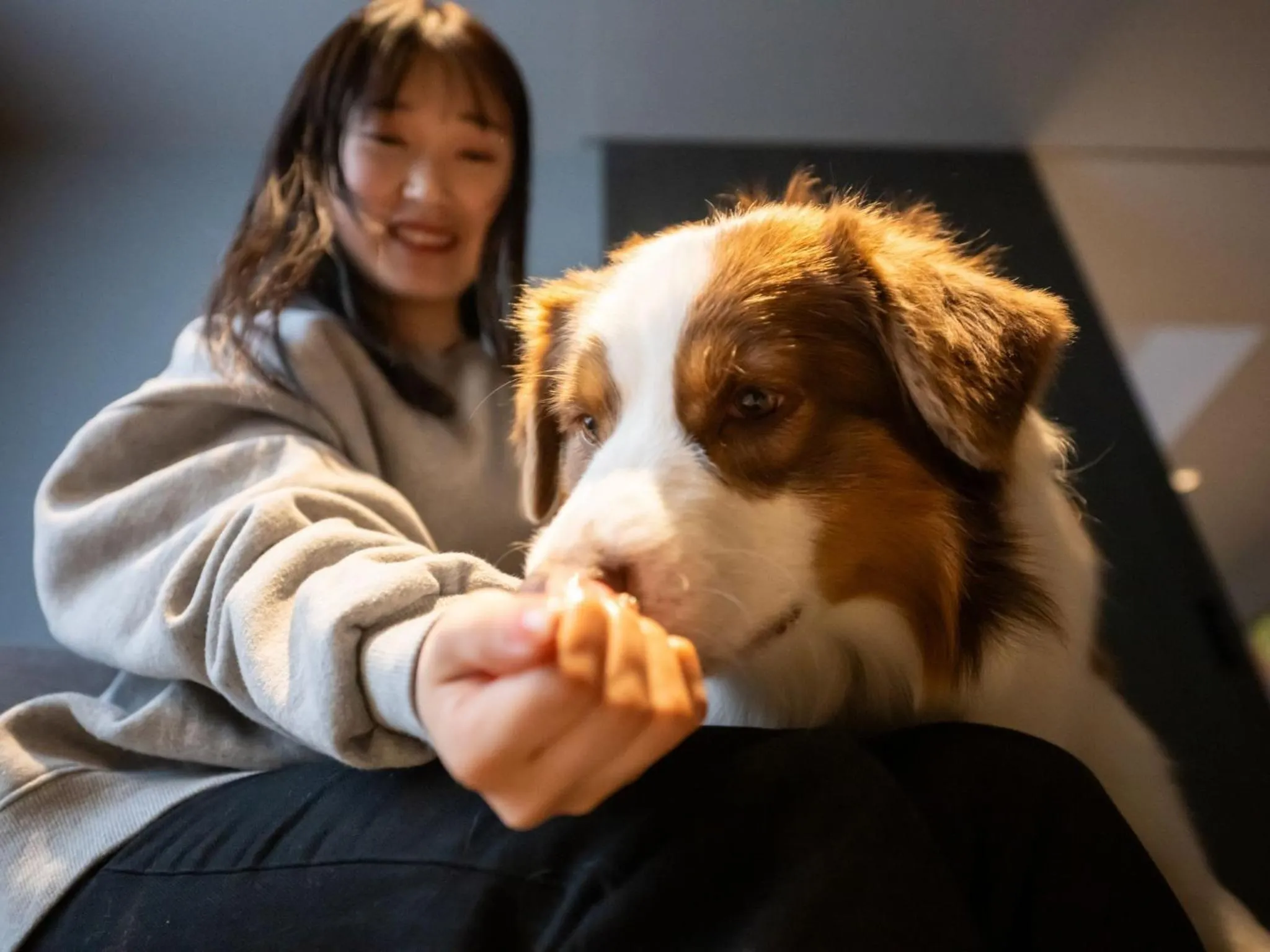 hotel anddoggy Kyoto Nijo