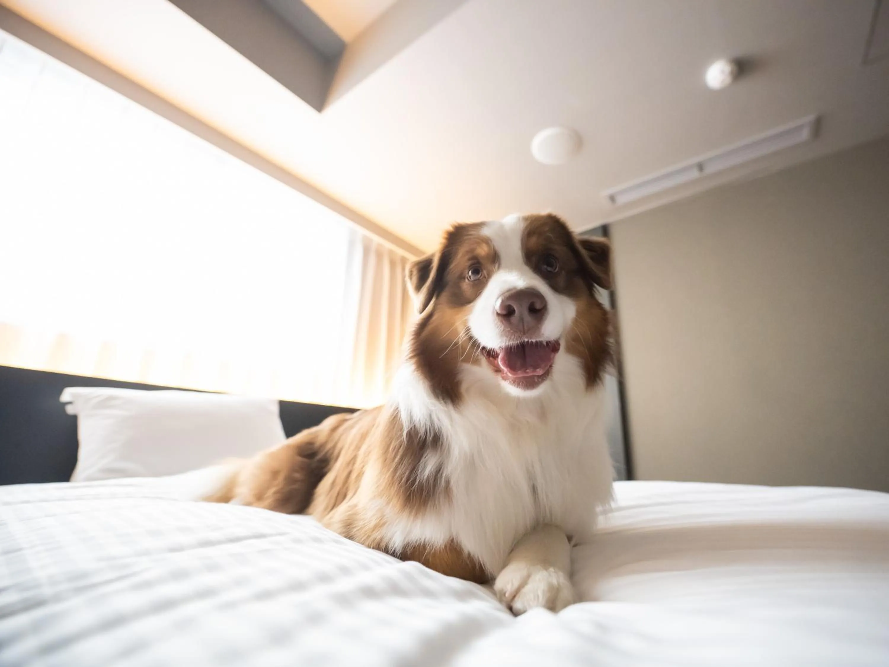 Bedroom in hotel anddoggy Kyoto Nijo