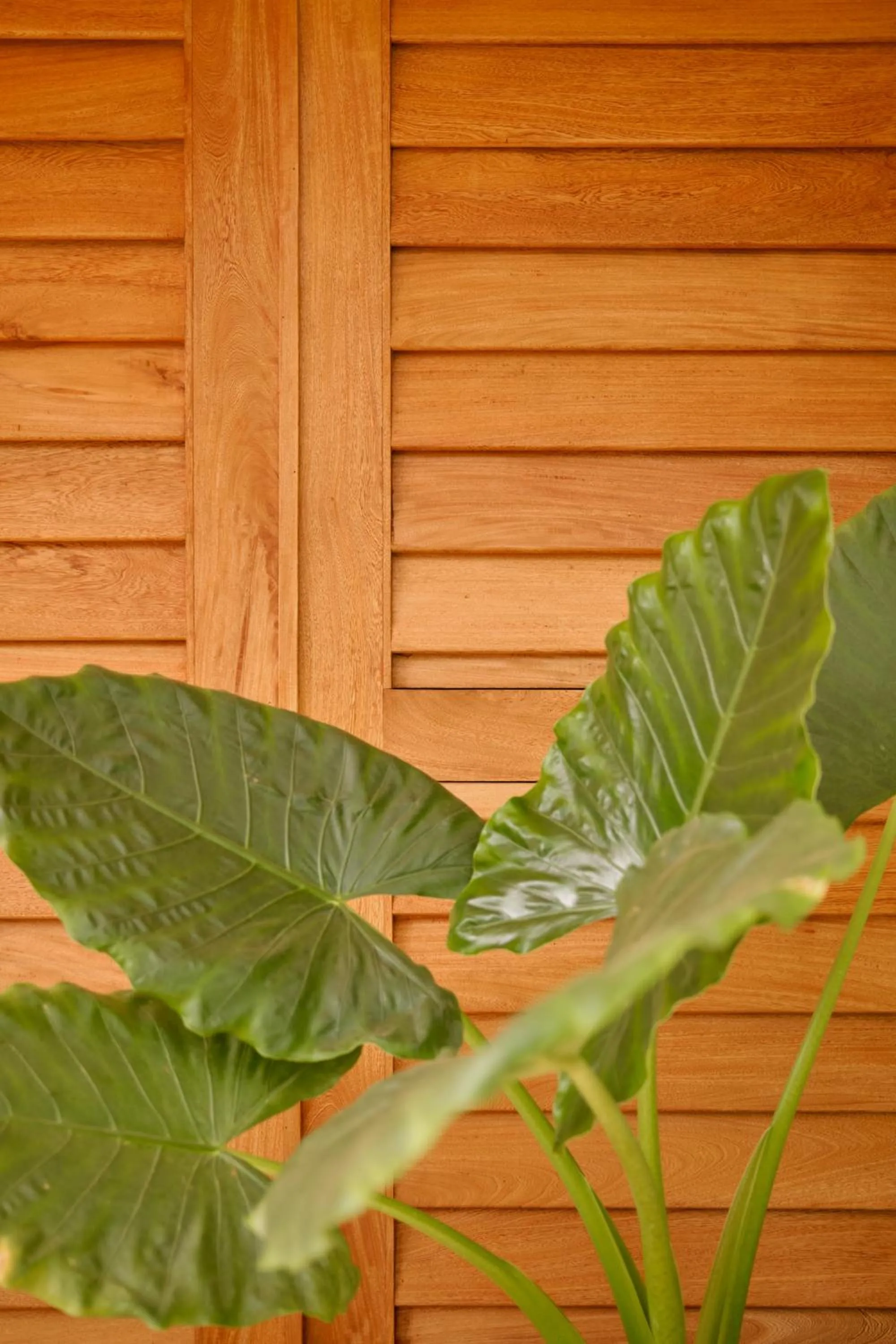 Punta Nayaá - Adults Only