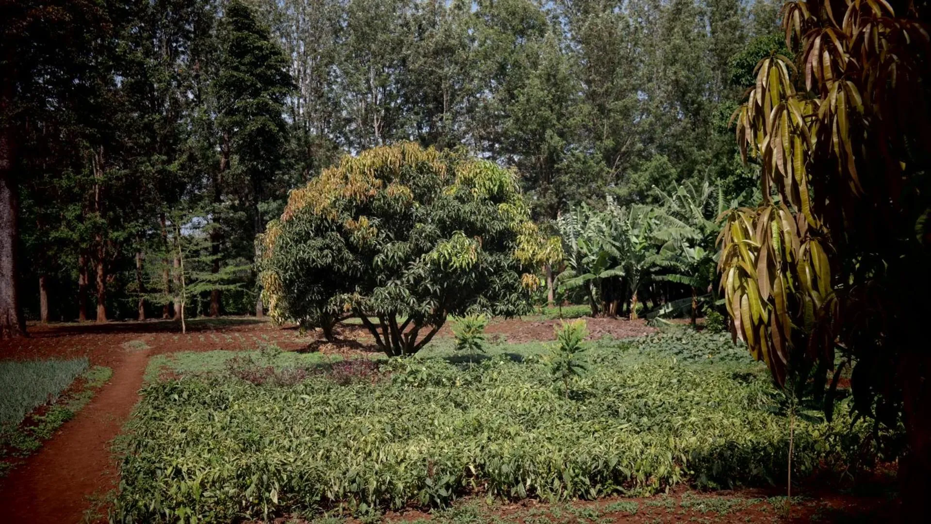 KILEMAKYARO Mt LODGE