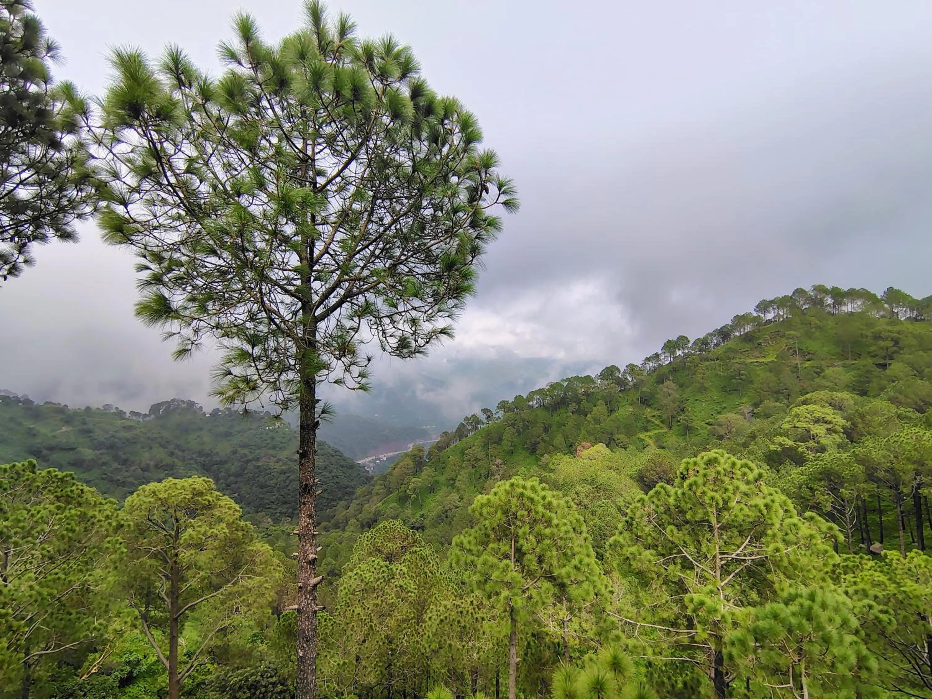 Natural landscape in Pihu's Nest Kasauli