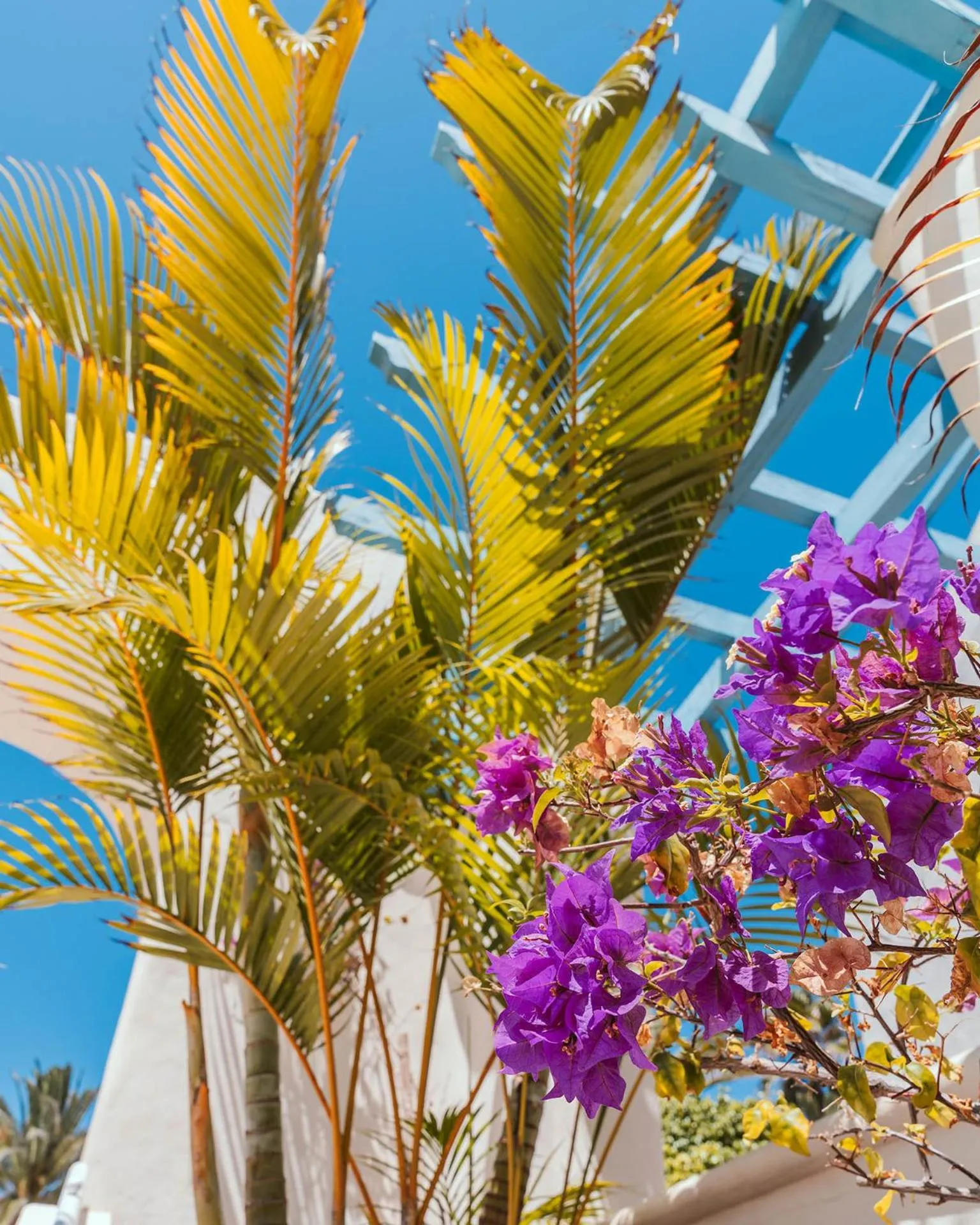 Garden in Alua Suites Fuerteventura - All Inclusive