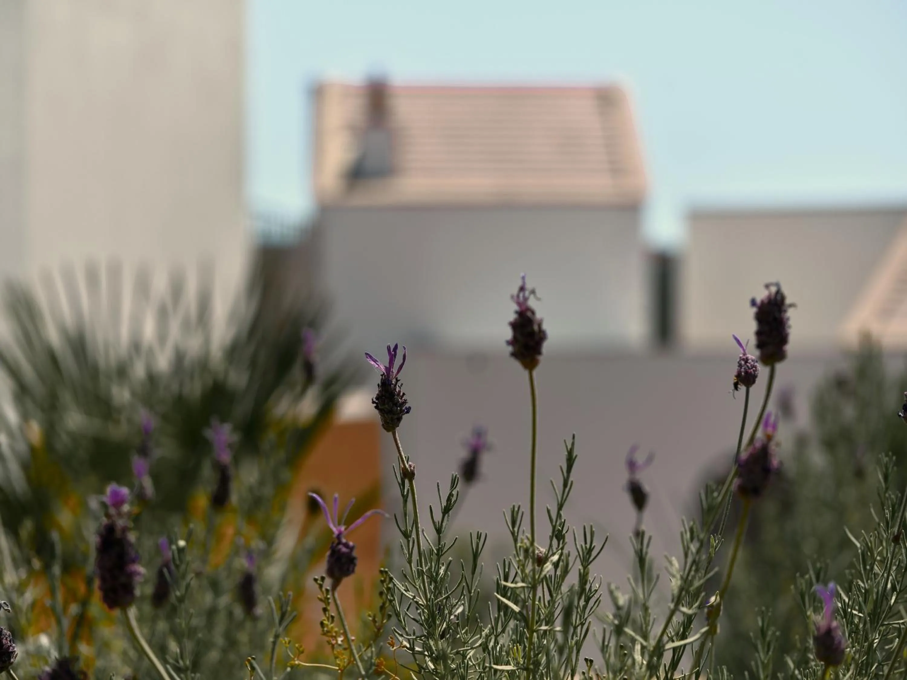 Natural landscape in Viceroy at Ombria Algarve