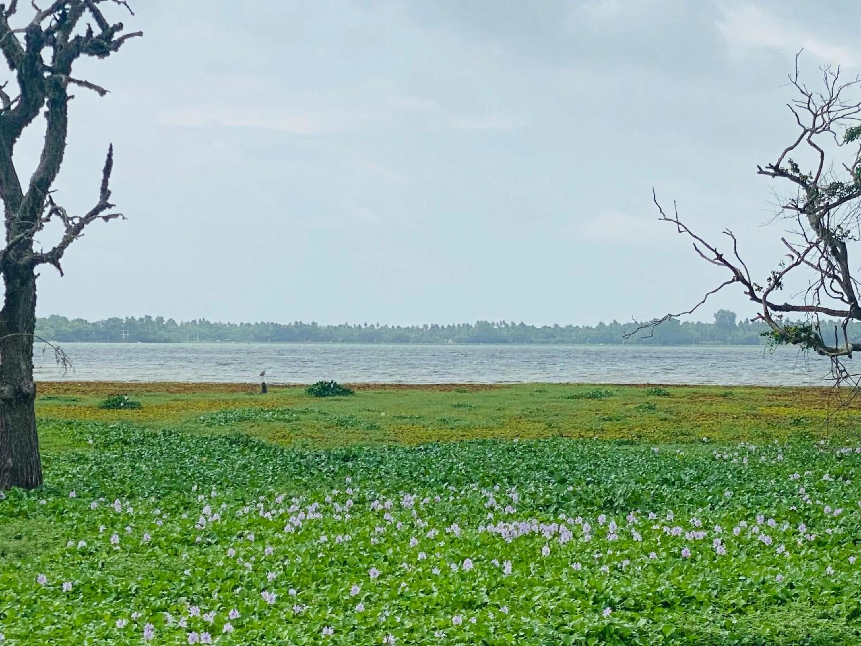 Spring in Wanamal Lake Front Yala