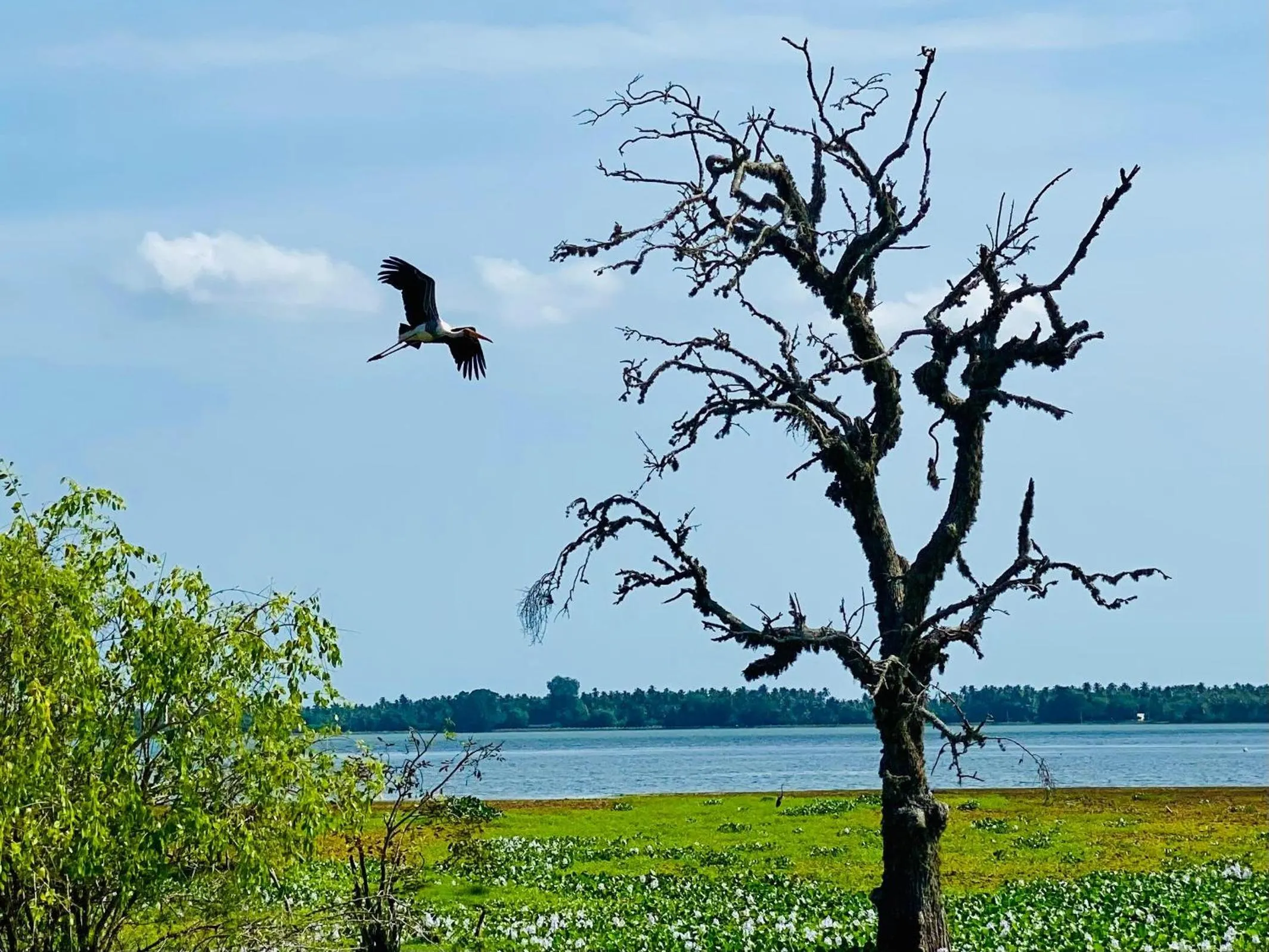 Natural landscape in Wanamal Lake Front Yala